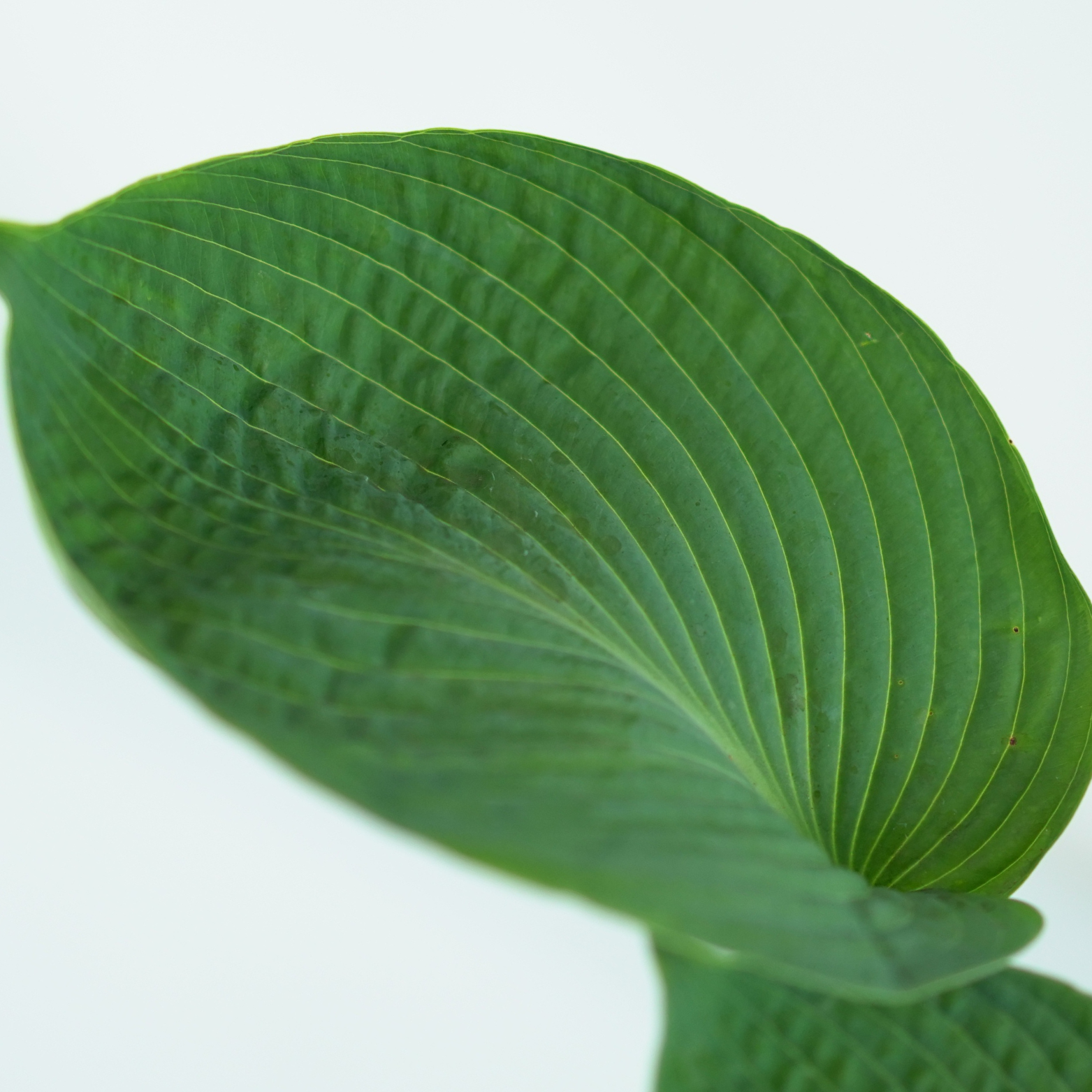 HOSTA 'ABIQUA DRINKING GOURD' Funkia