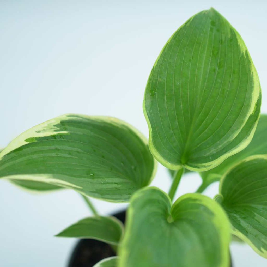 HOSTA 'AMERICAN HALO' Funkia