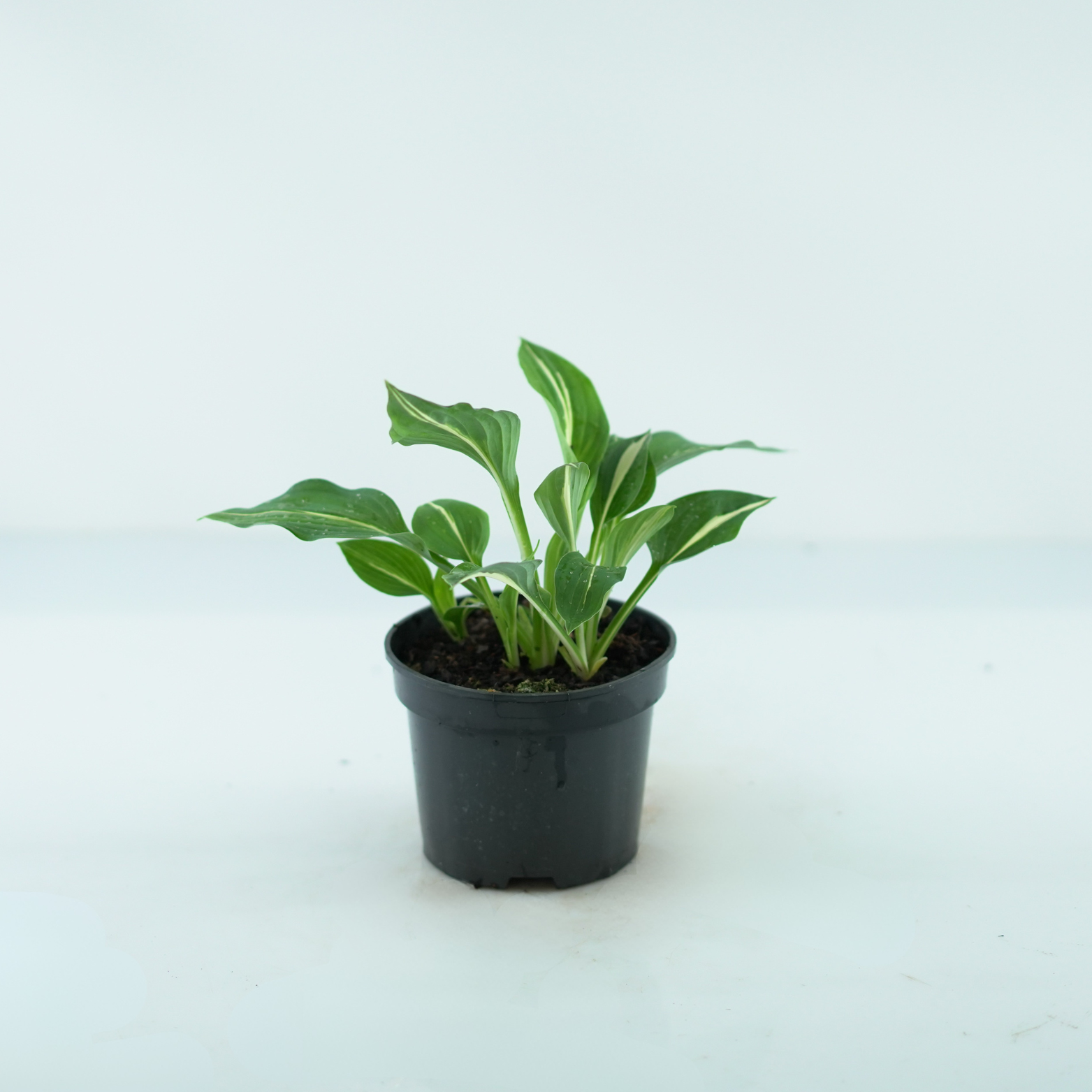 HOSTA 'BEA ARCTIC STARLET' Funkia