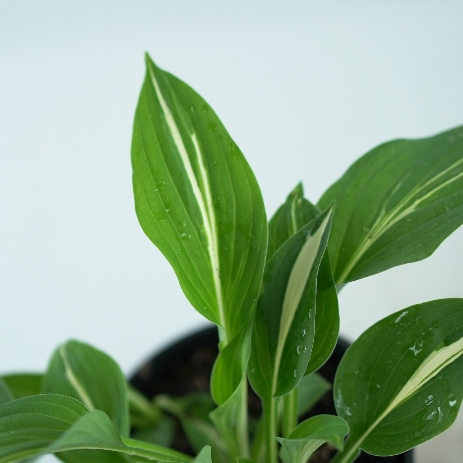 HOSTA 'BEA ARCTIC STARLET' Funkia