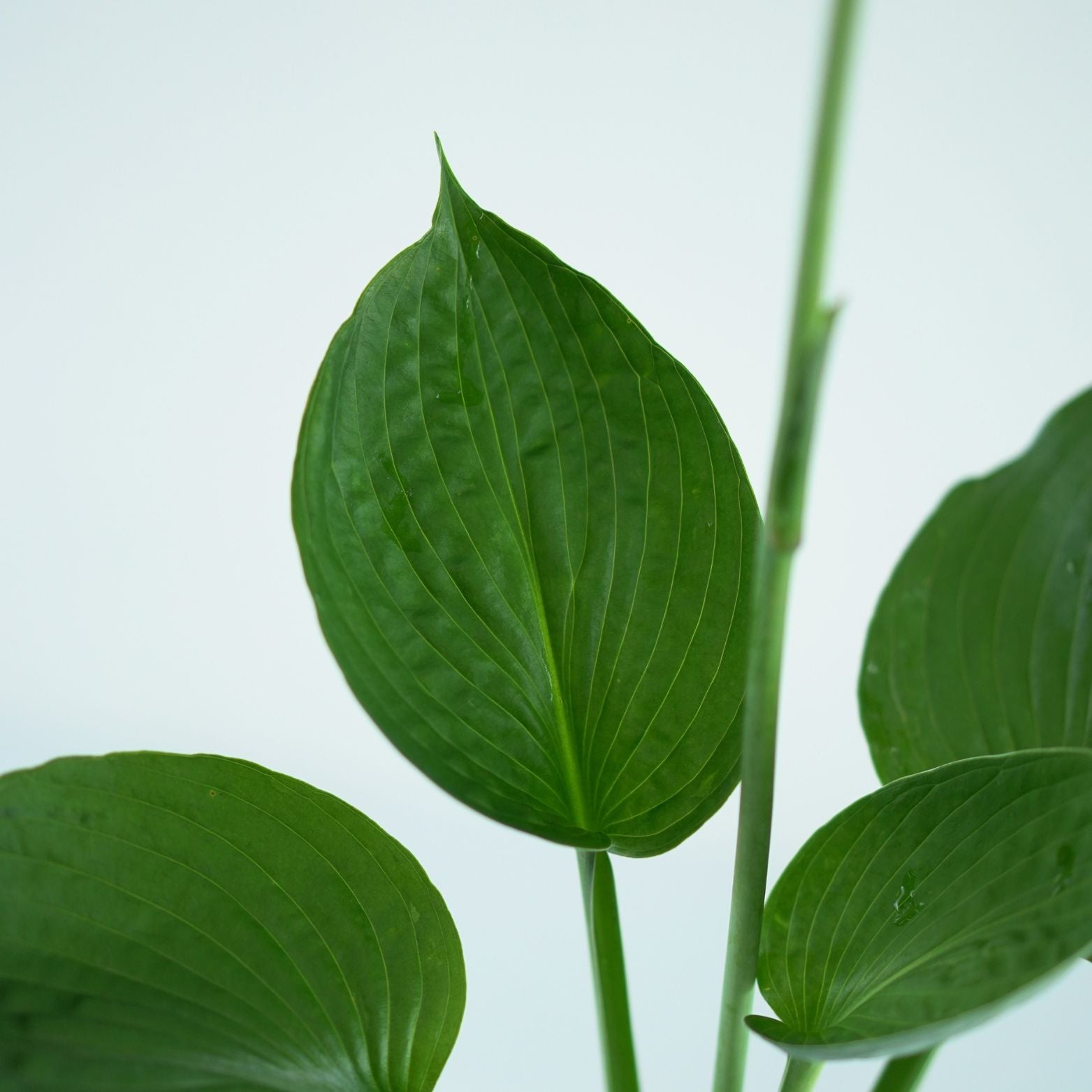 HOSTA 'BEAUTIFUL MIDNIGHT' Funkia