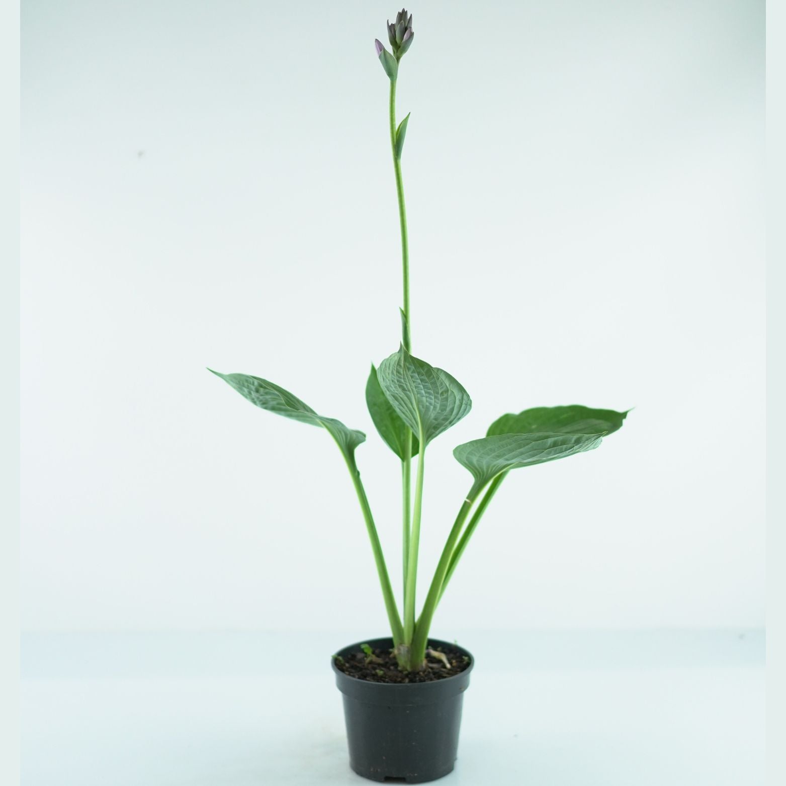 HOSTA 'BEAUTIFUL MIDNIGHT' Funkia