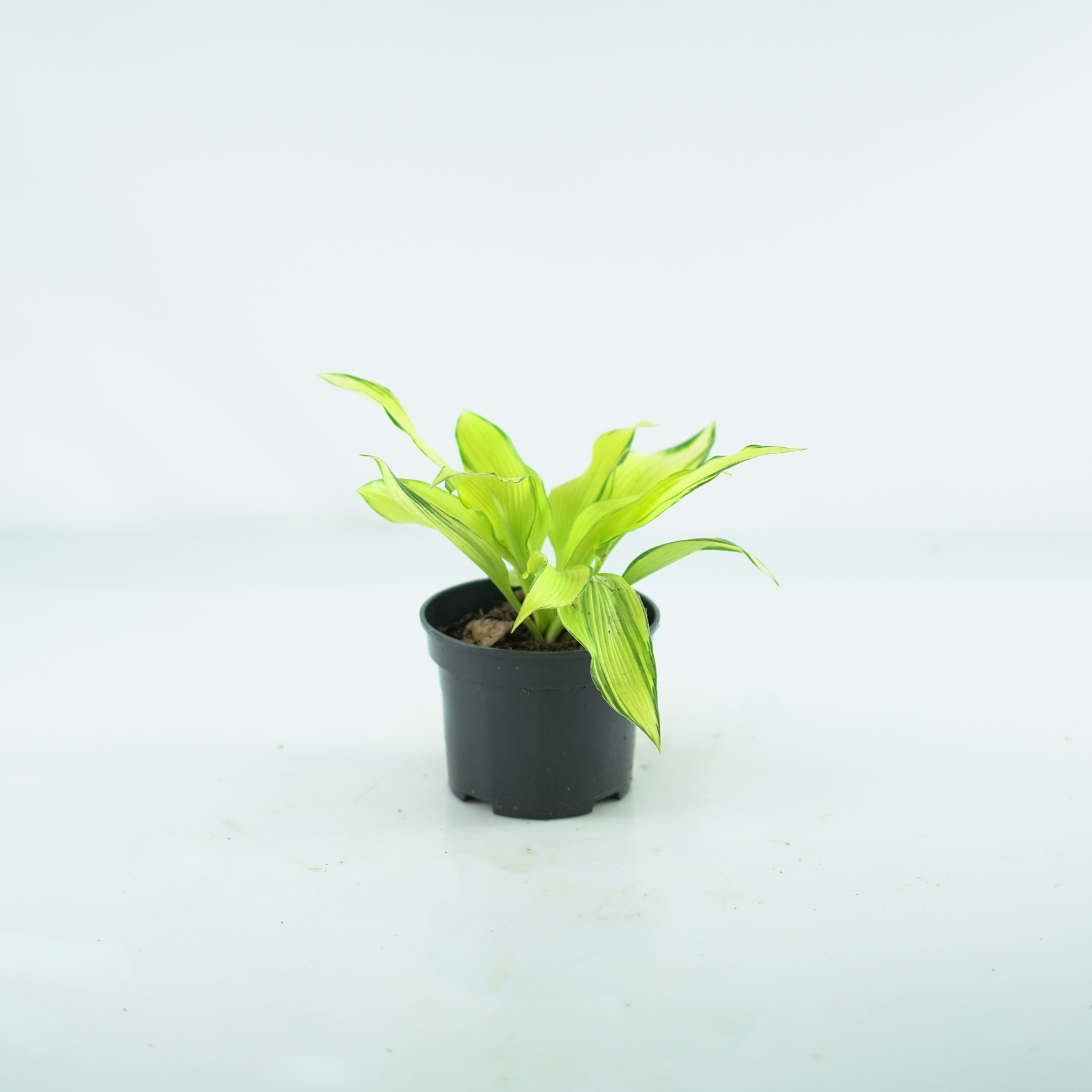 HOSTA 'CHOKO NISHIKI' Funkia