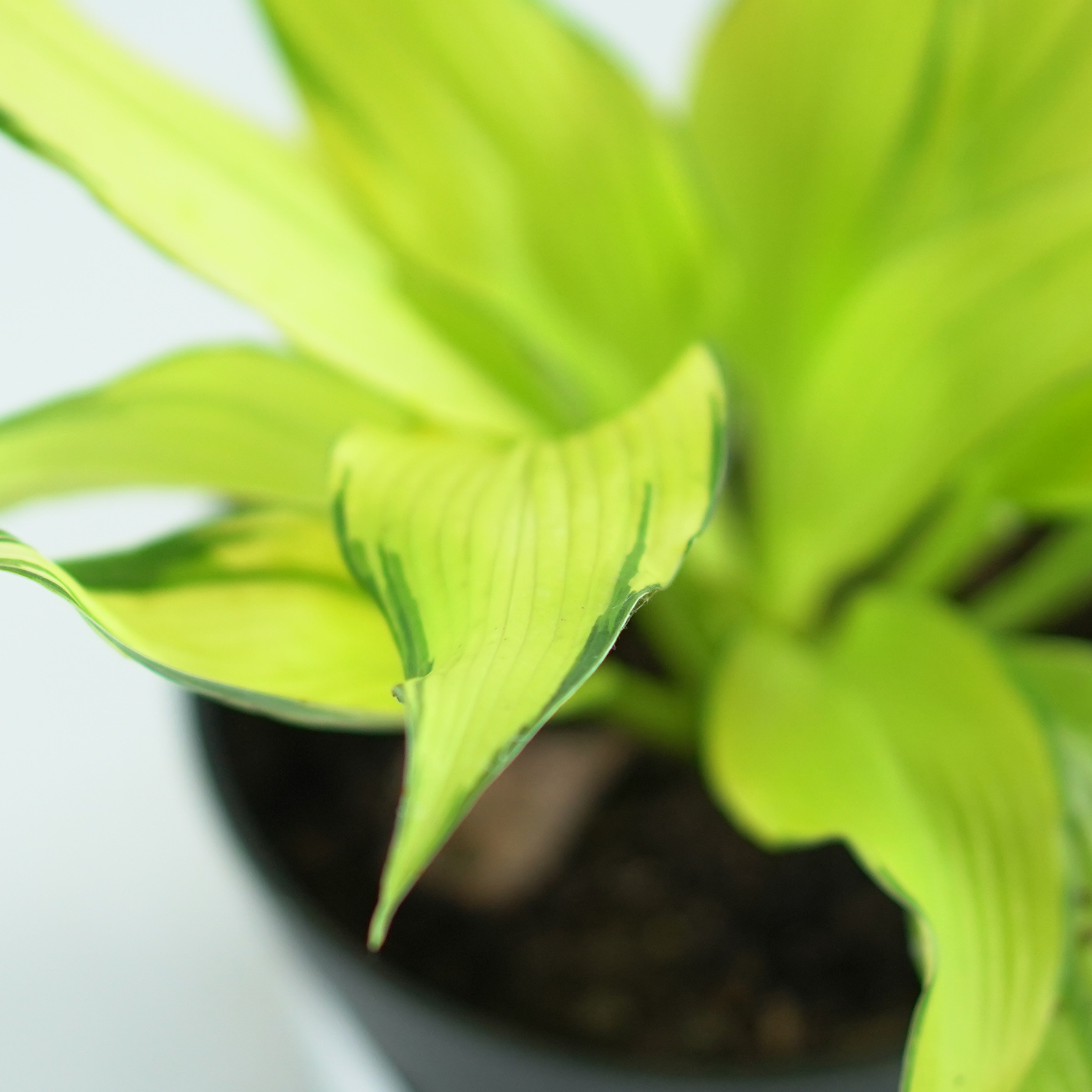 HOSTA 'CHOKO NISHIKI' Funkia