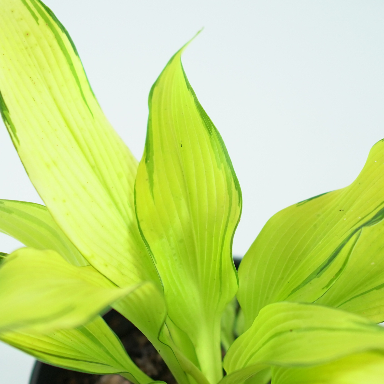 HOSTA 'CHOKO NISHIKI' Funkia