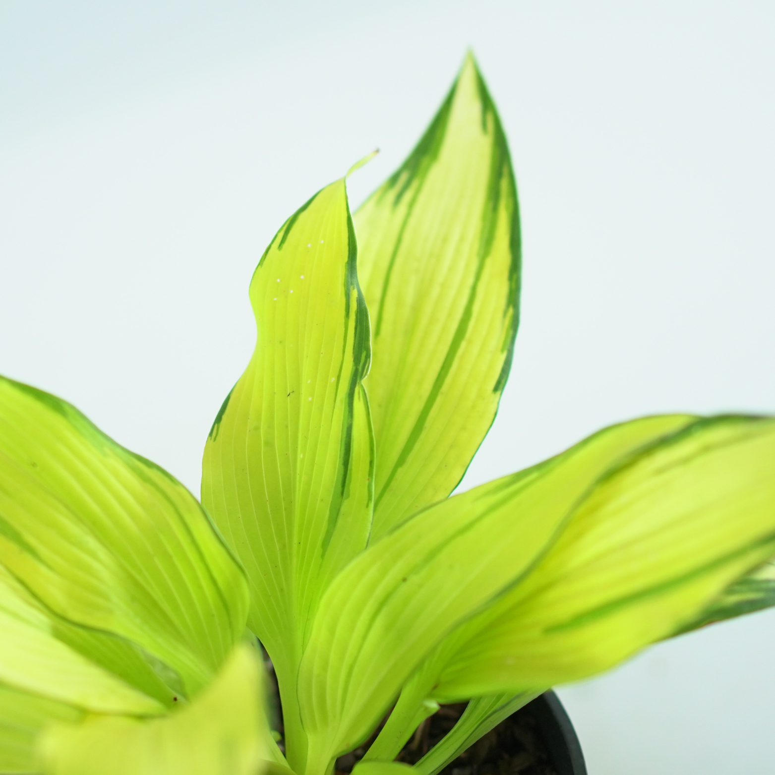 HOSTA 'CHOKO NISHIKI' Funkia