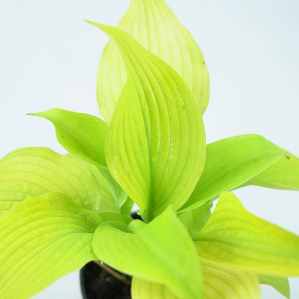 HOSTA 'COAST TO COAST' Funkia