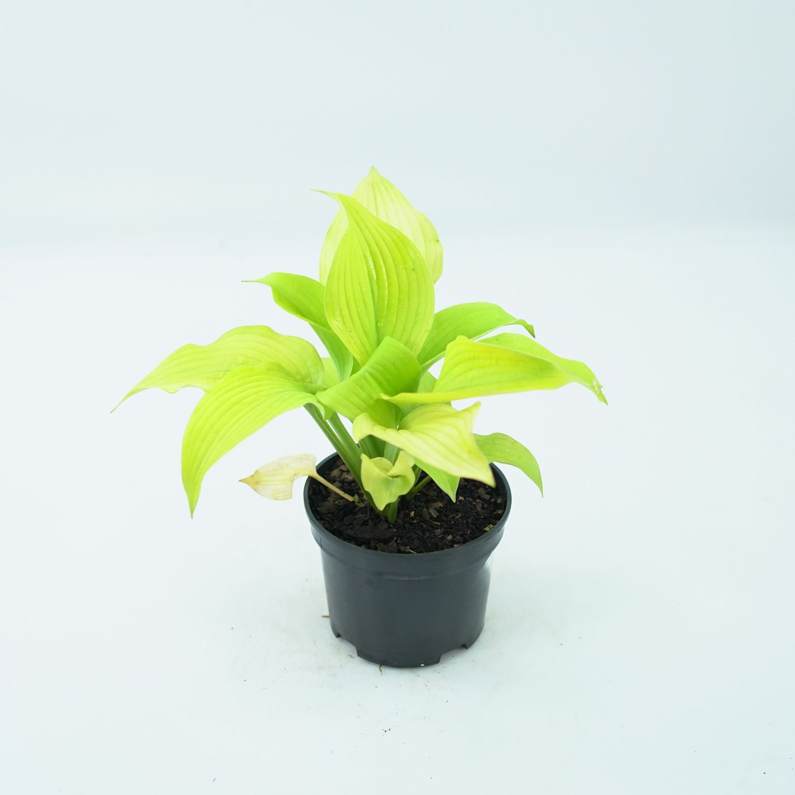 HOSTA 'COAST TO COAST' Funkia