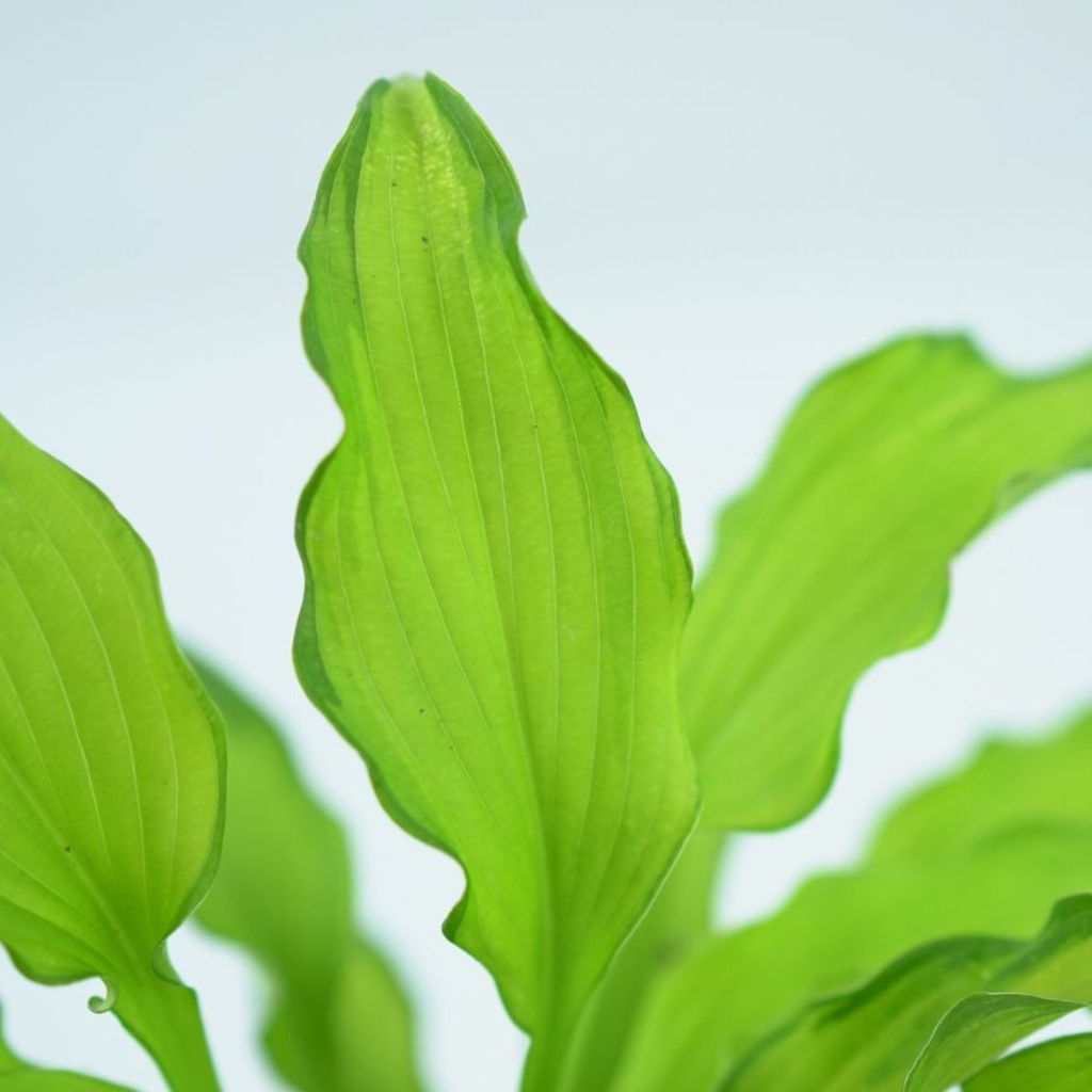 HOSTA 'EMERALD RUFF CUT' Funkia