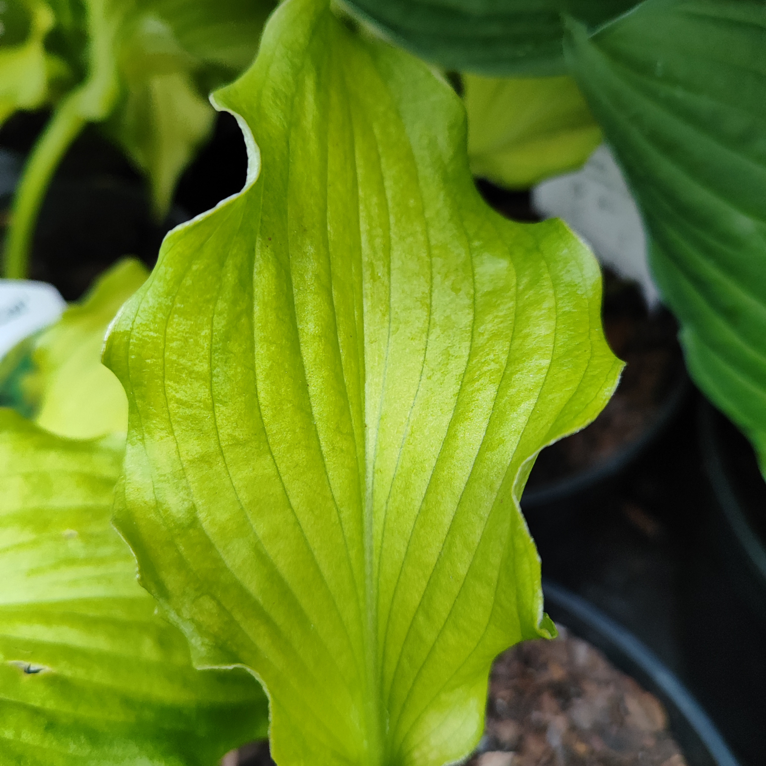 HOSTA 'EMERALD RUFF CUT' Funkia