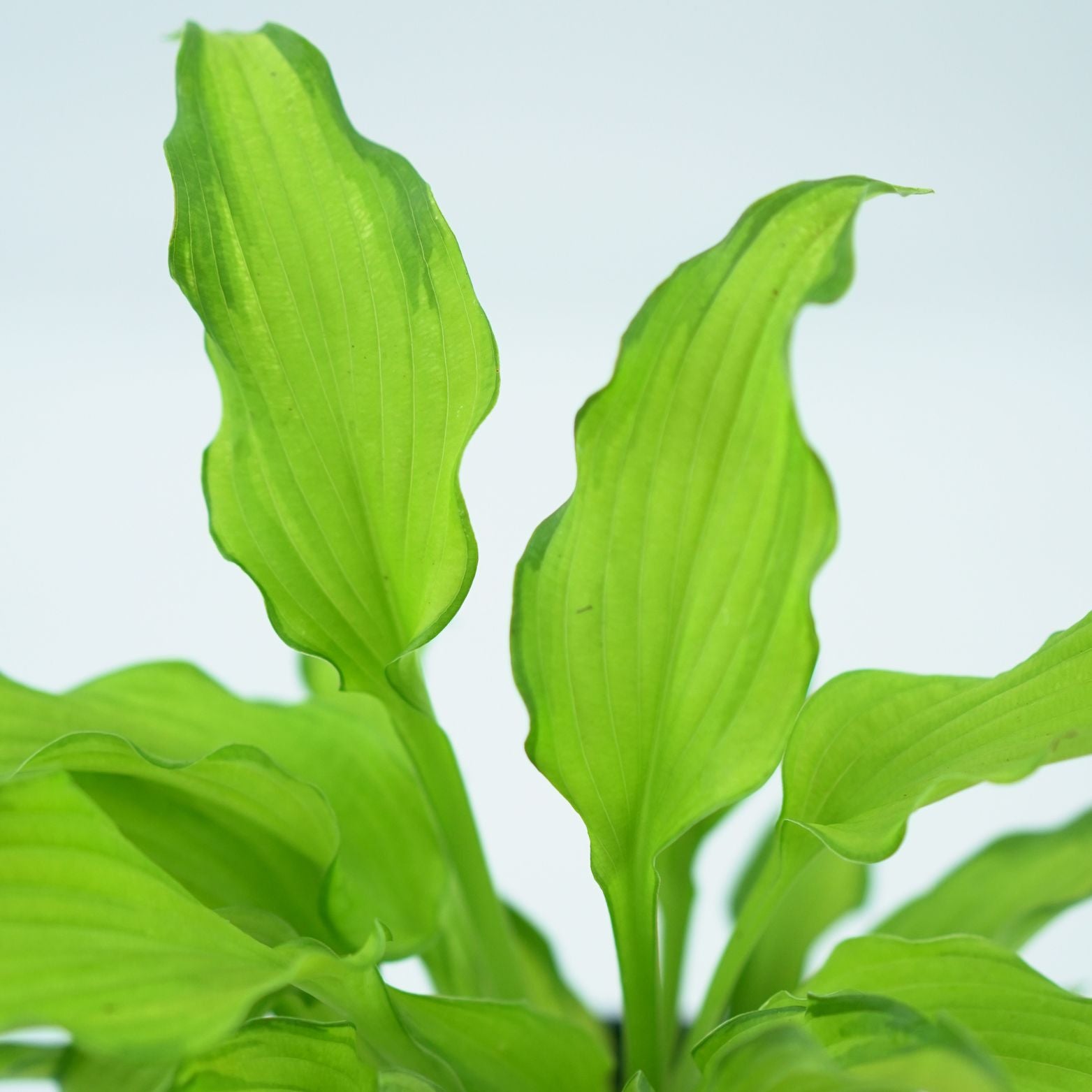 HOSTA 'EMERALD RUFF CUT' Funkia