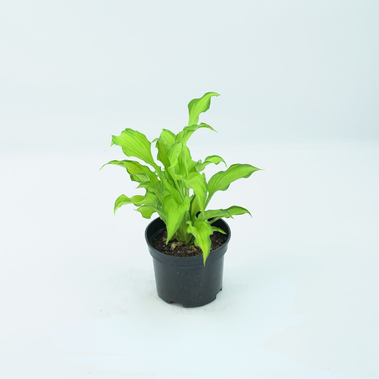 HOSTA 'EMERALD RUFF CUT' Funkia