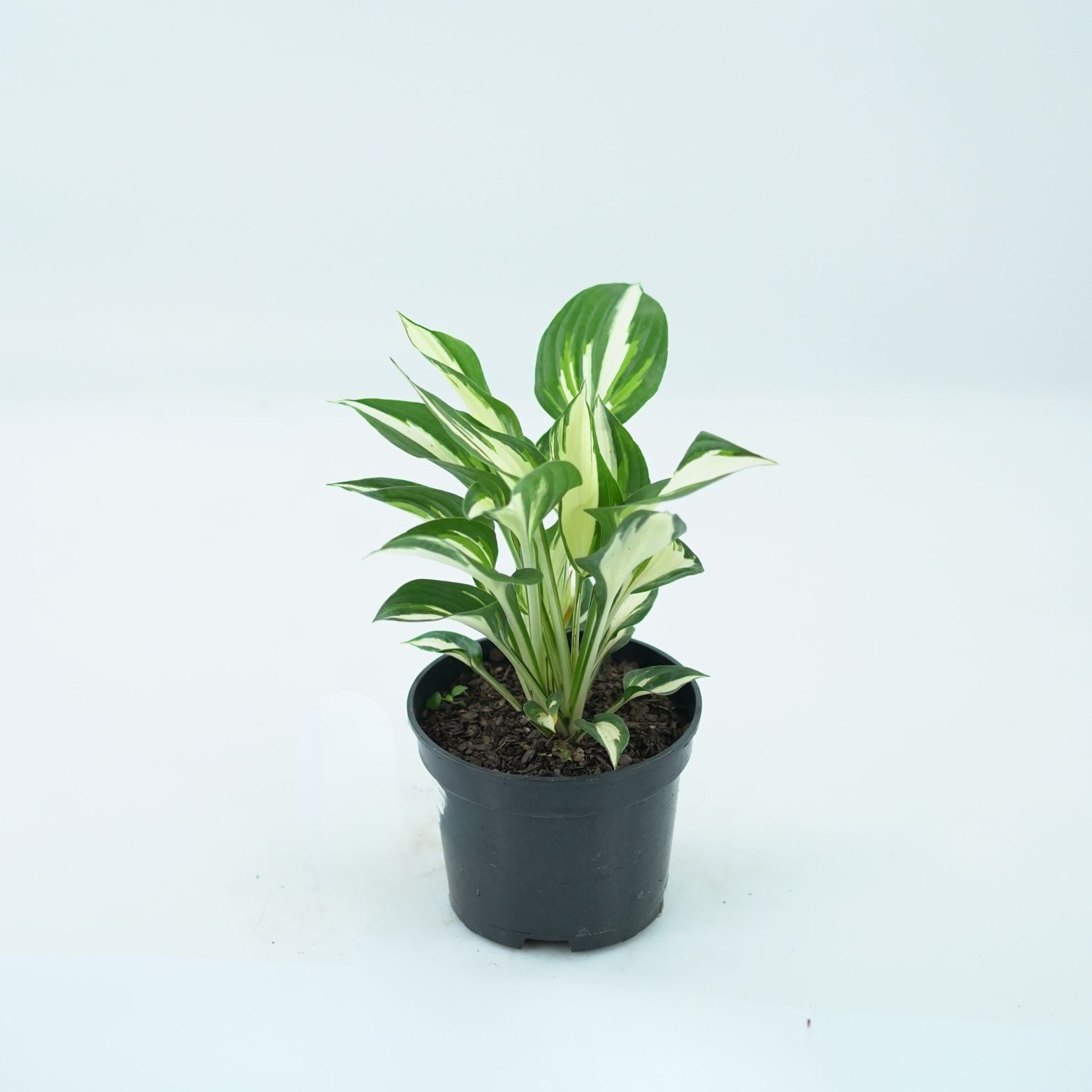 HOSTA 'FIRE & ICE' Funkia