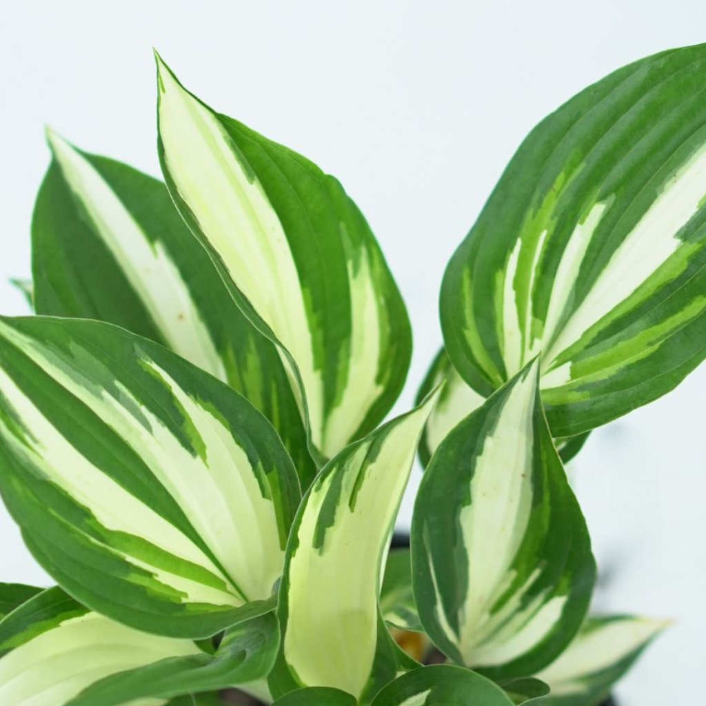 HOSTA 'FIRE & ICE' Funkia