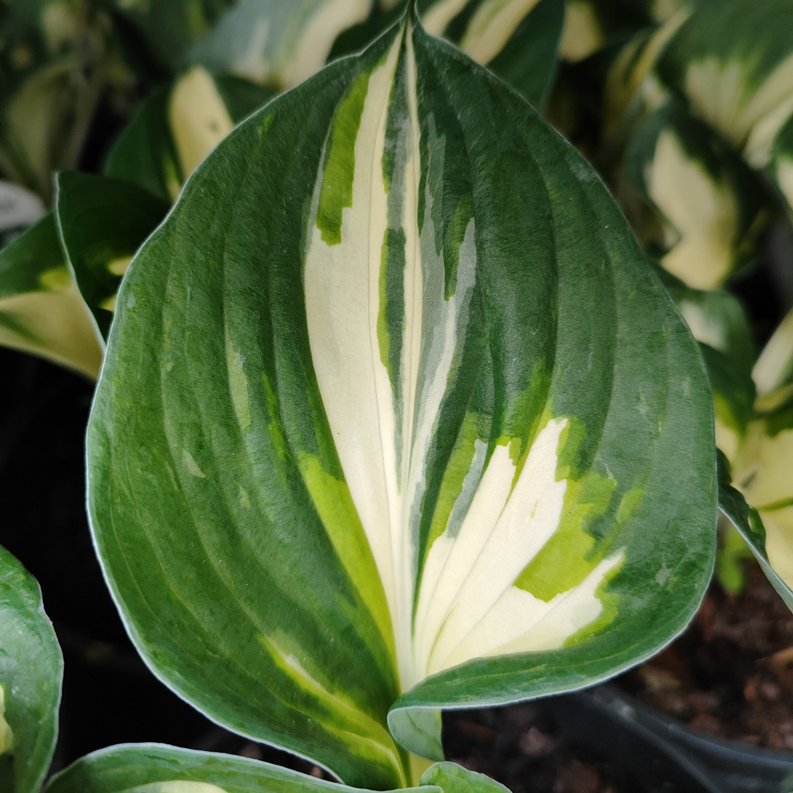 HOSTA 'FIRE & ICE' Funkia
