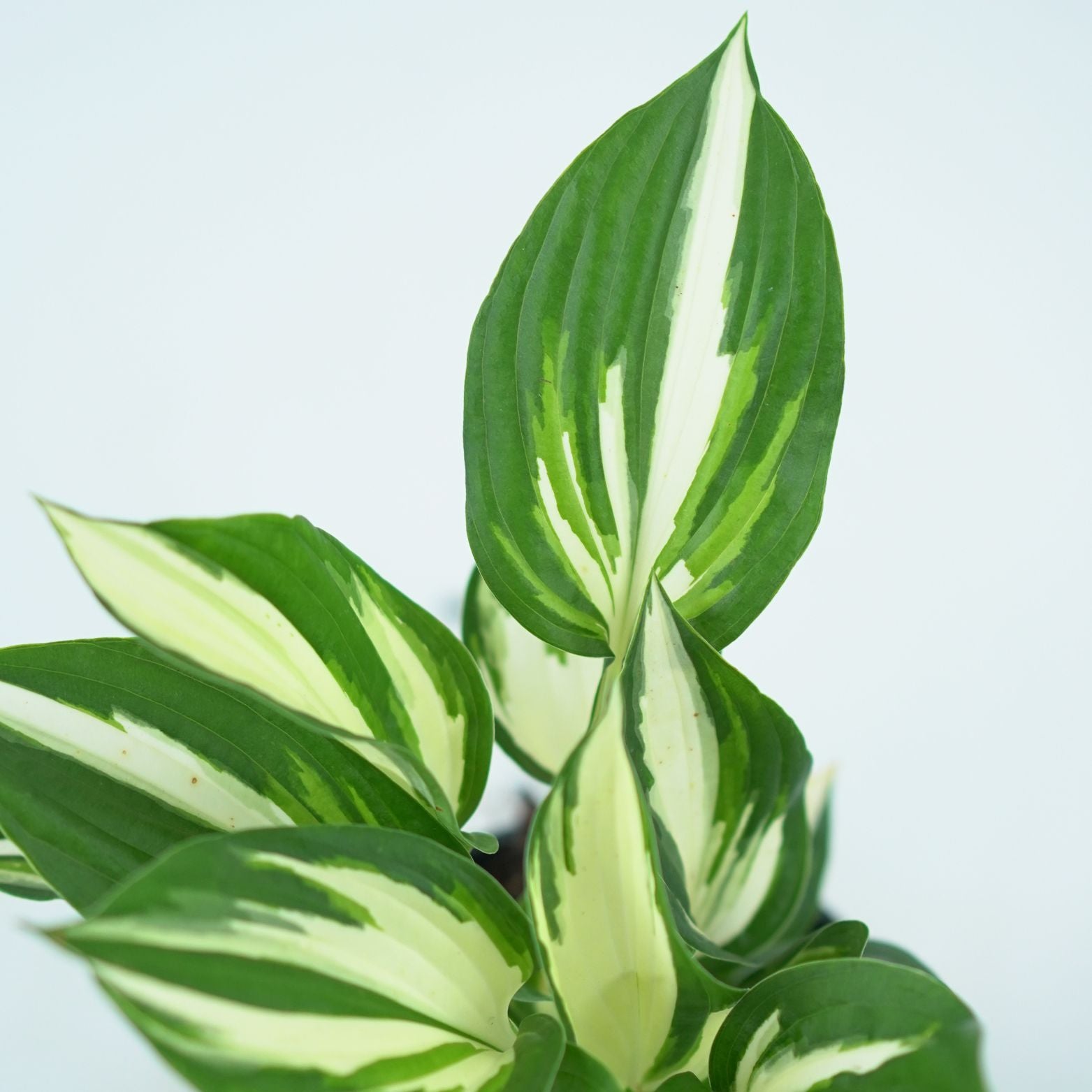 HOSTA 'FIRE & ICE' Funkia
