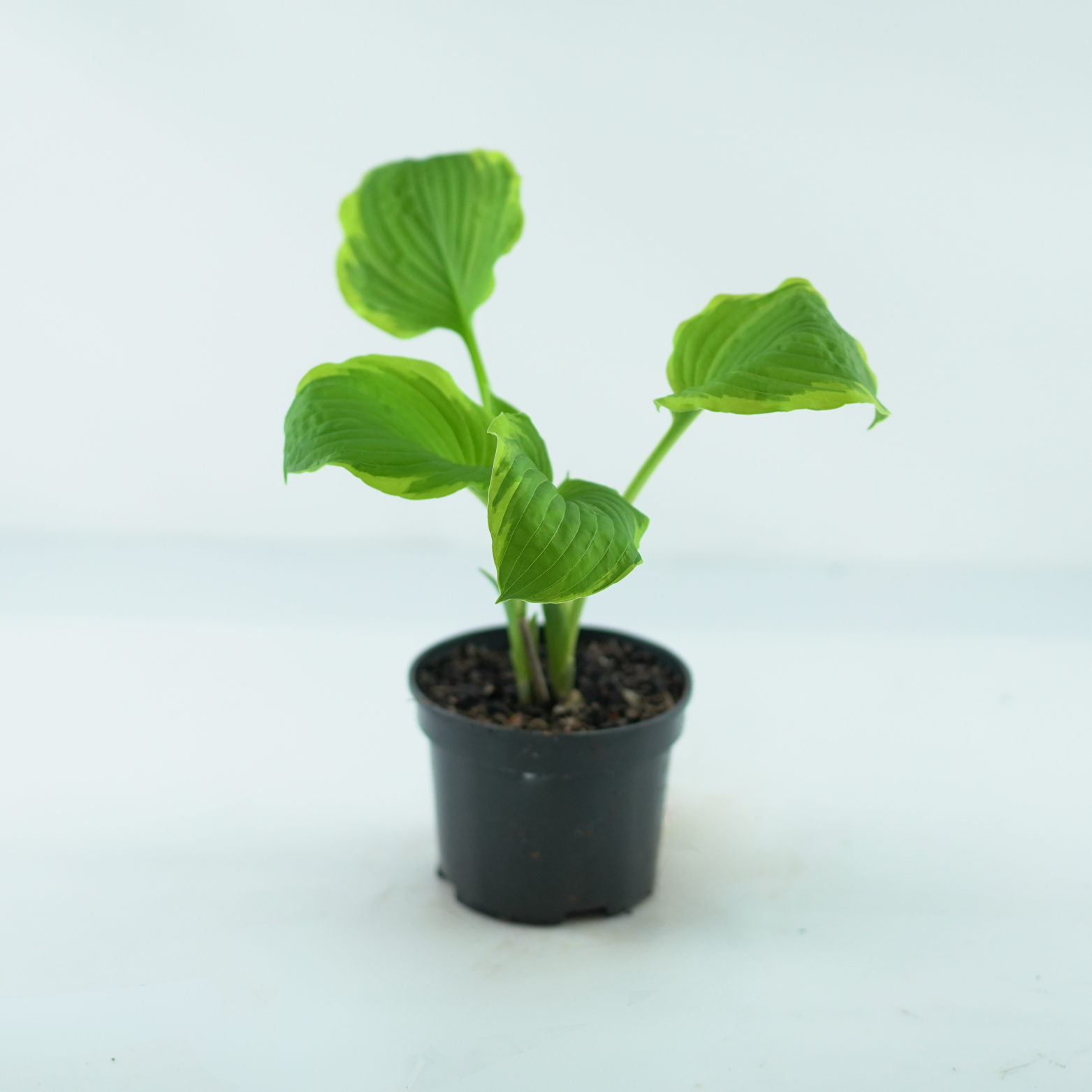 HOSTA FORTUNEI 'Aureomarginata' Funkia