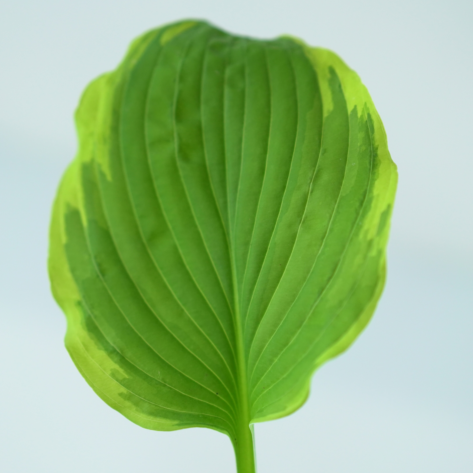 HOSTA FORTUNEI 'Aureomarginata' Funkia