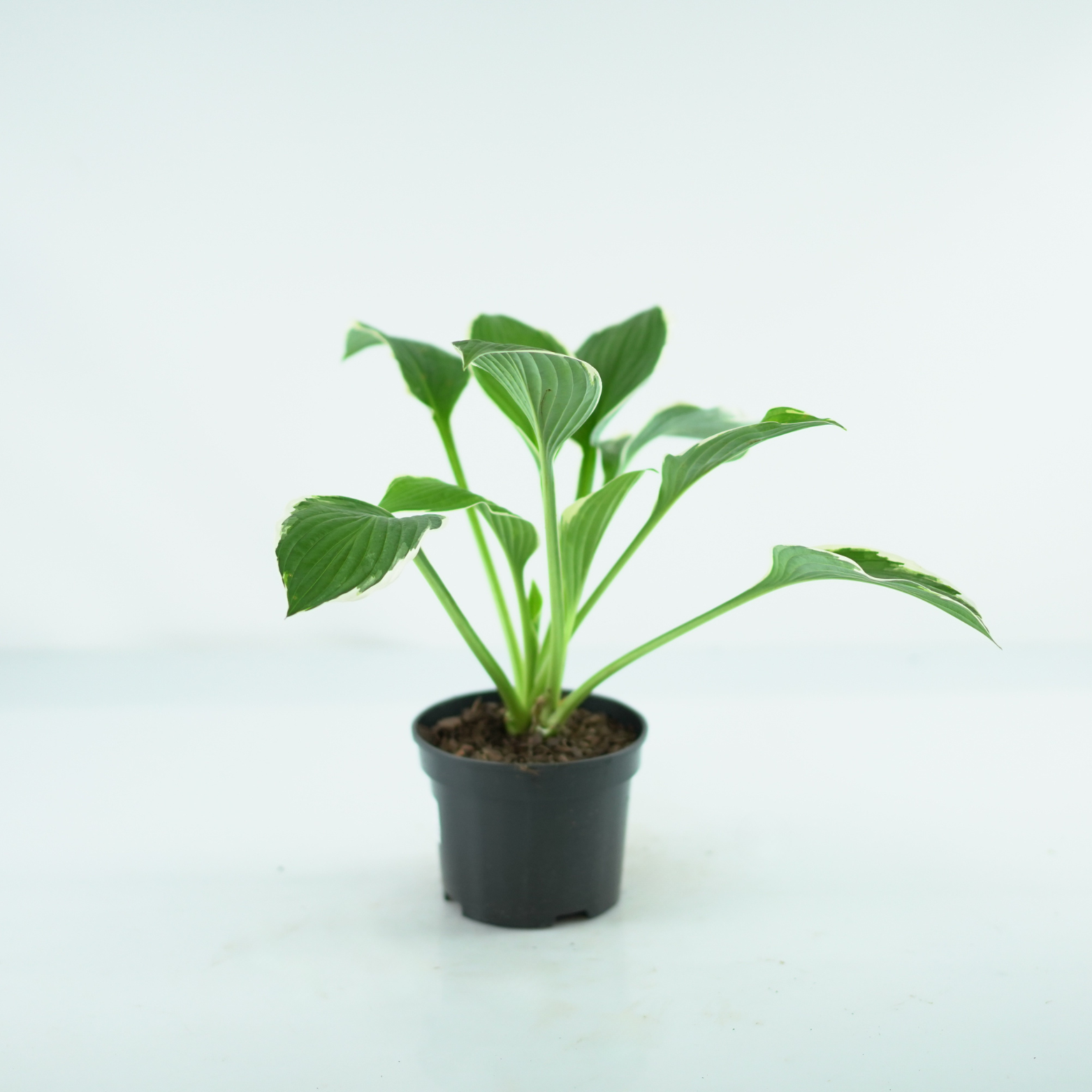 HOSTA 'FRANCEE' Funkia