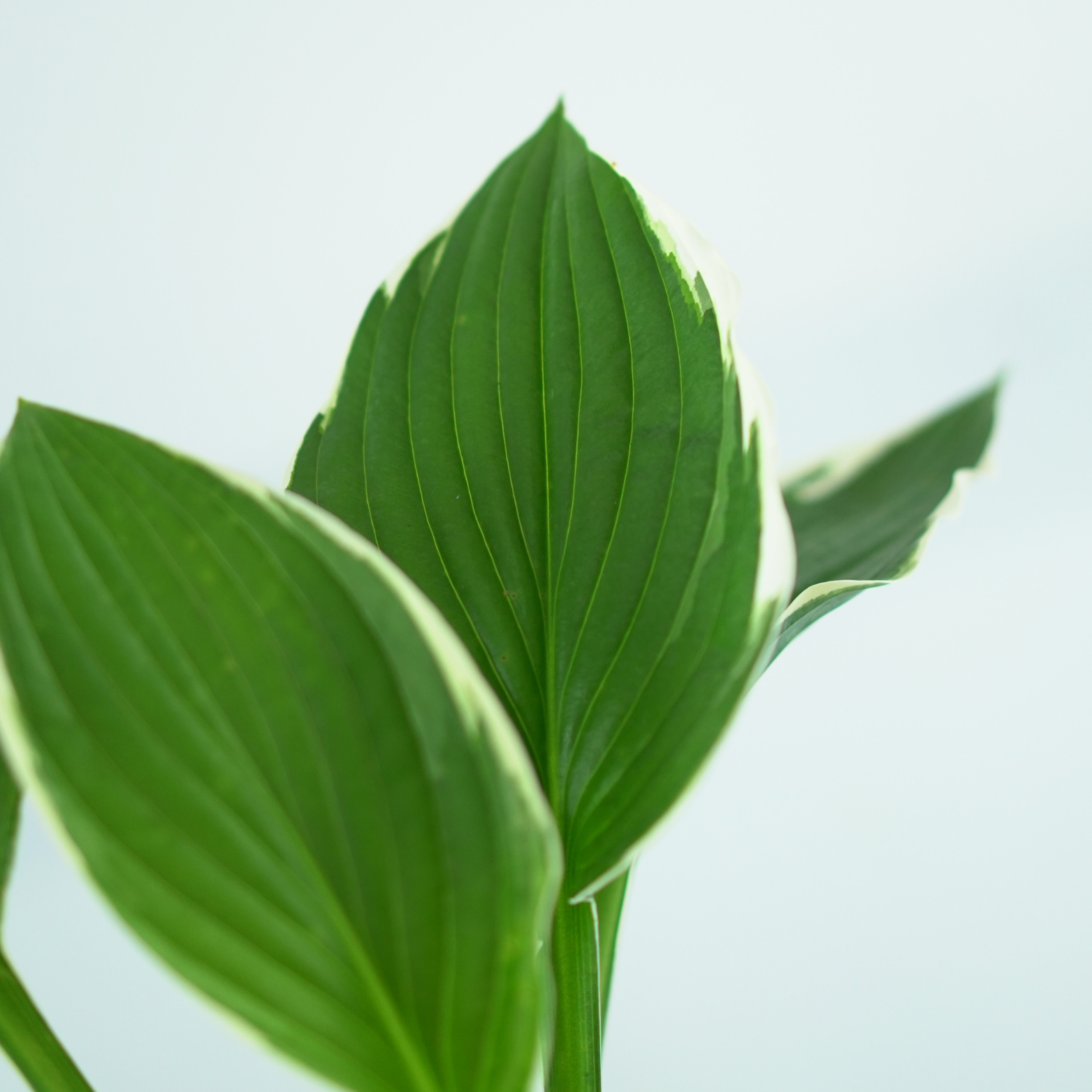 HOSTA 'FRANCEE' Funkia