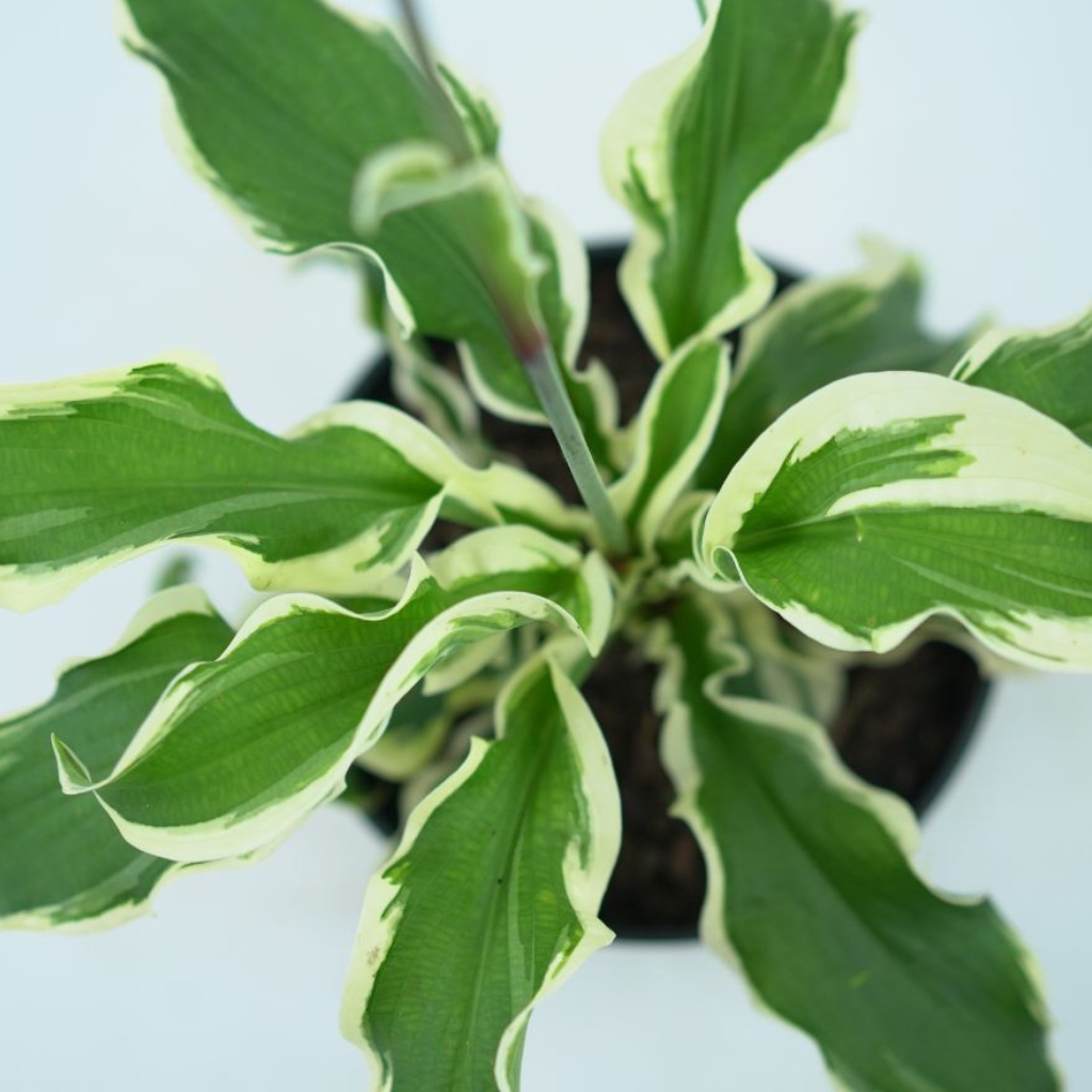 HOSTA 'LET'S TWIST AGAIN' Funkia