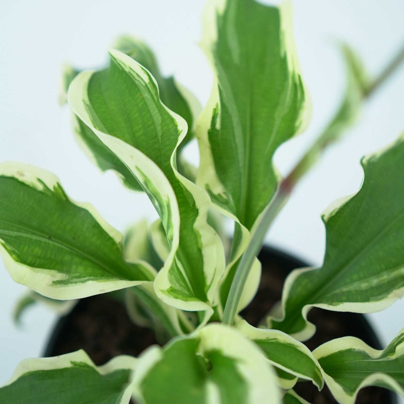 HOSTA 'LET'S TWIST AGAIN' Funkia