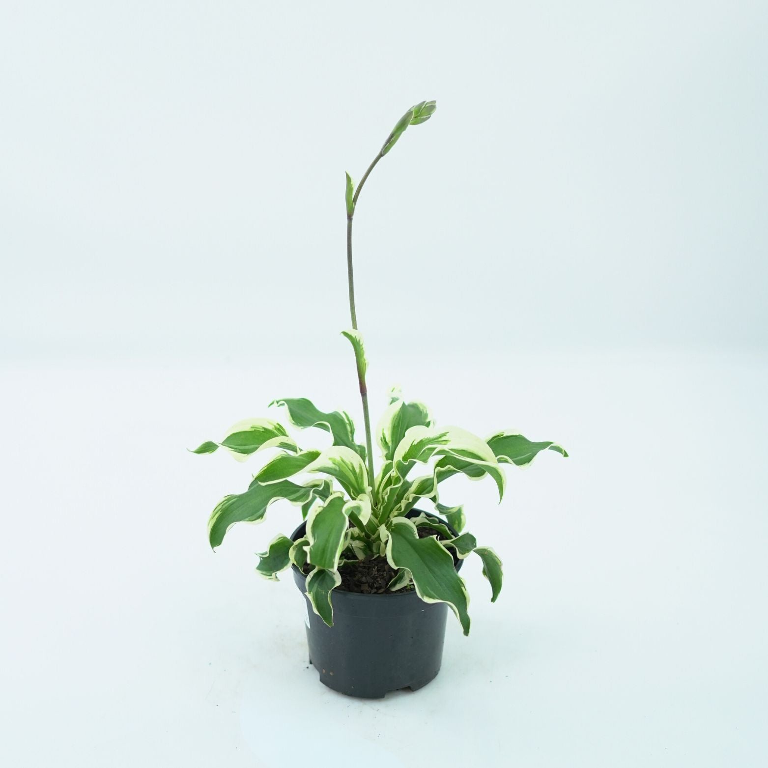 HOSTA 'LET'S TWIST AGAIN' Funkia