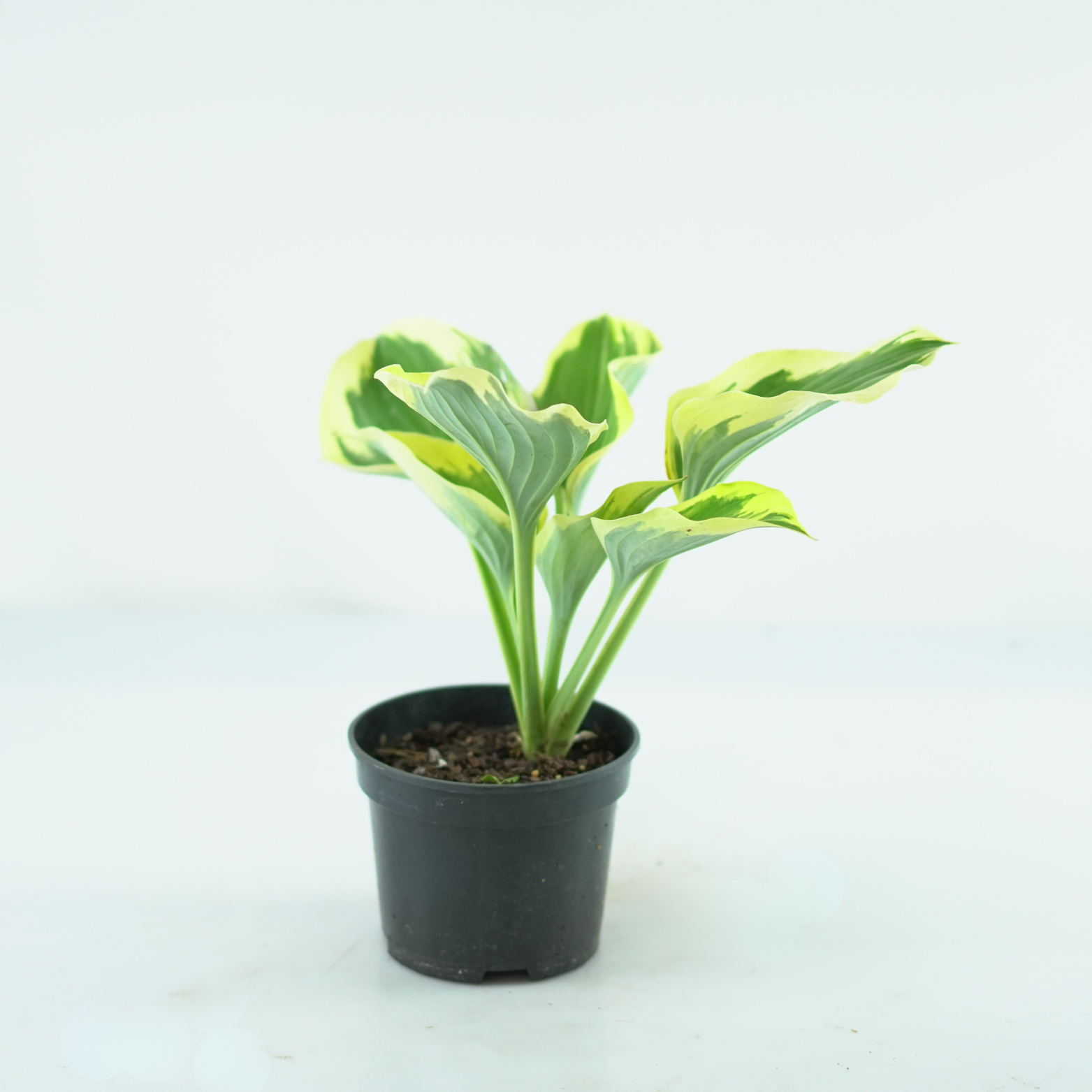 HOSTA 'LIBERTY' Funkia