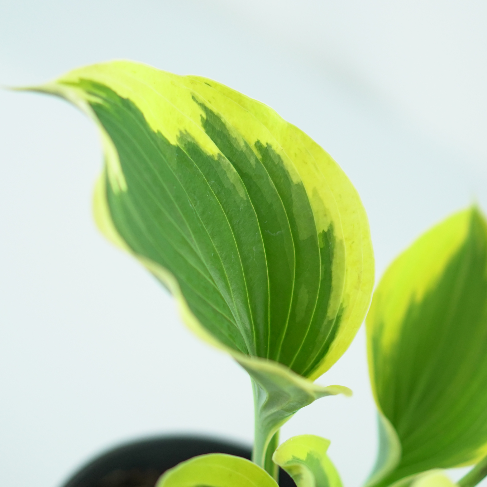 HOSTA 'LIBERTY' Funkia