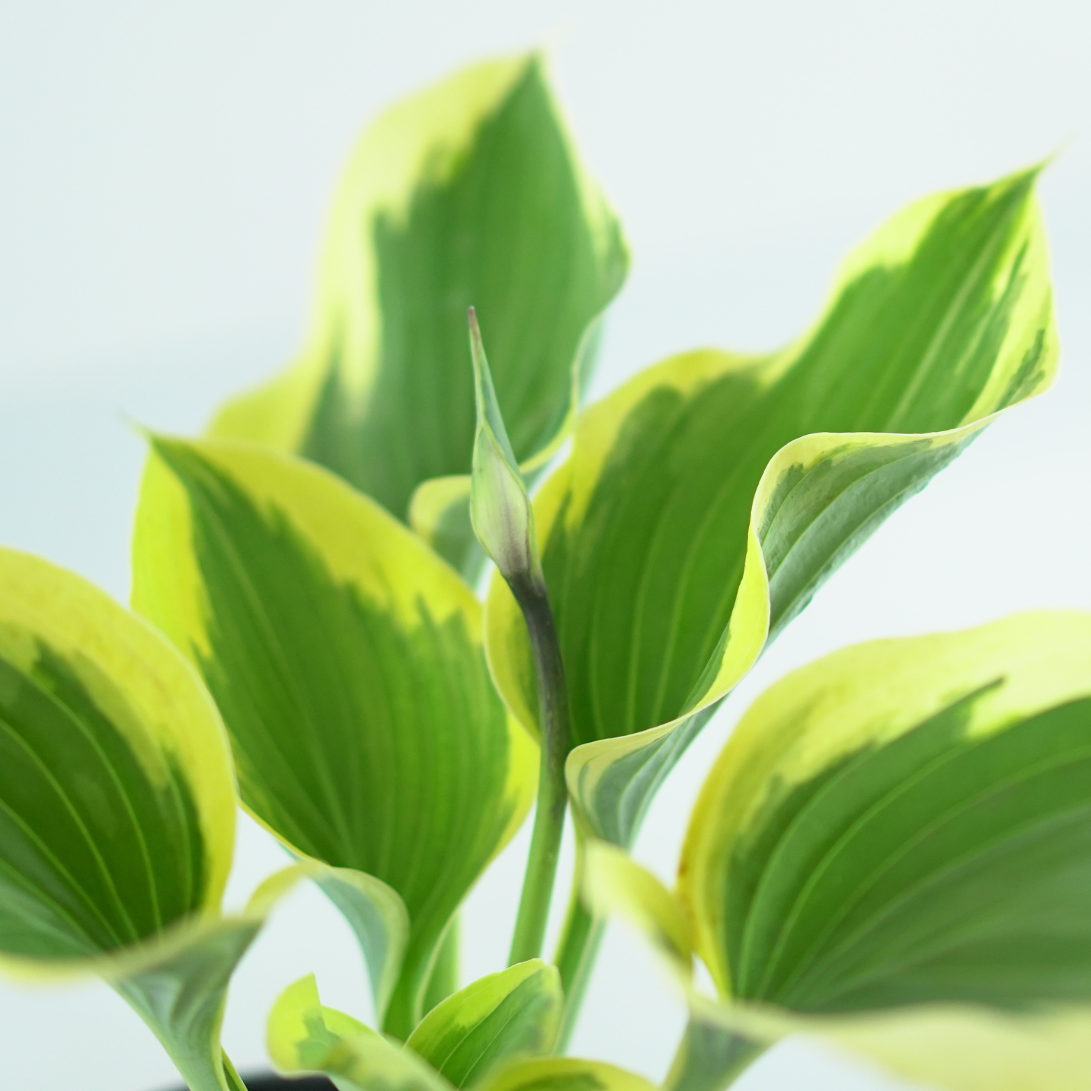 HOSTA 'LIBERTY' Funkia