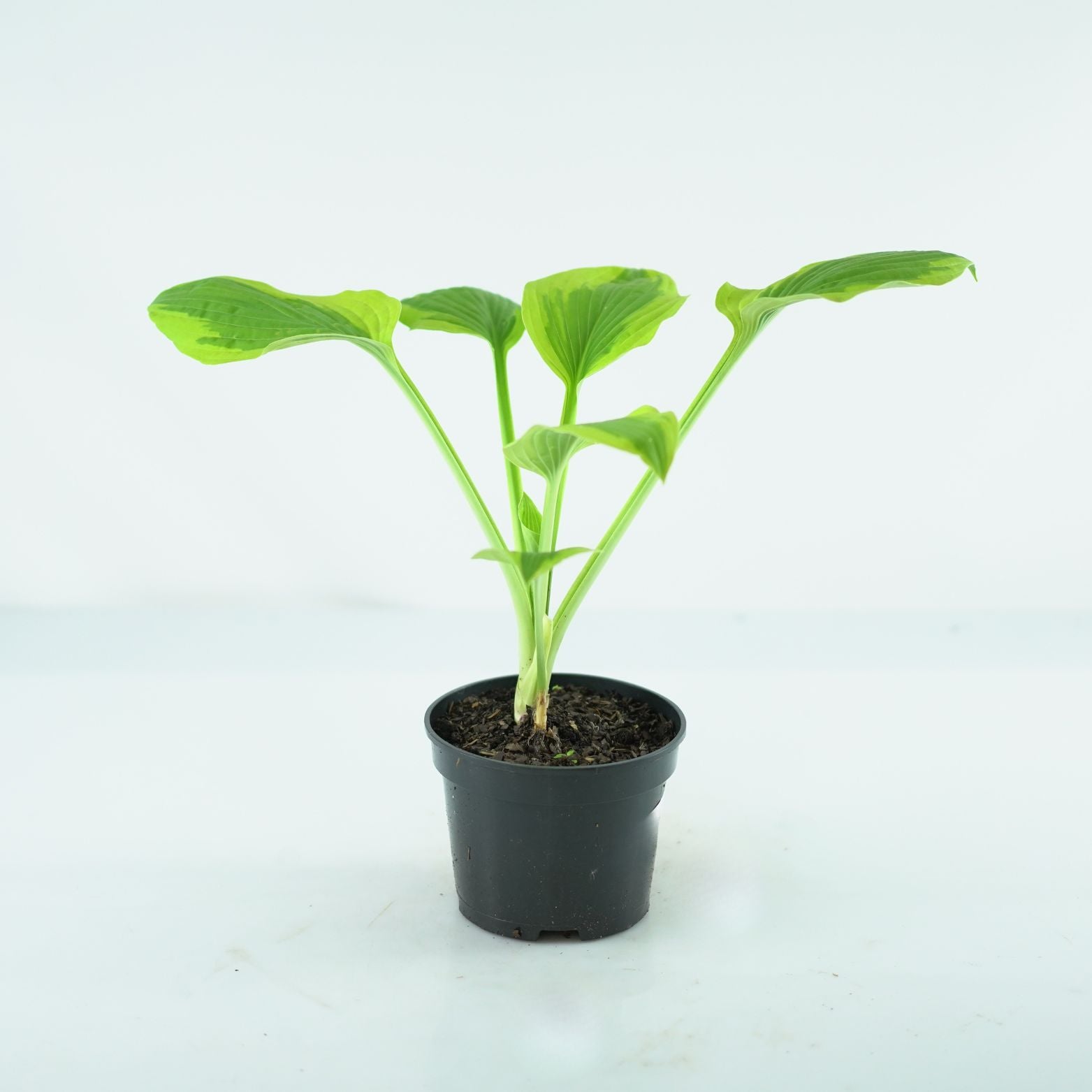 HOSTA 'MOON SPLIT' Funkia