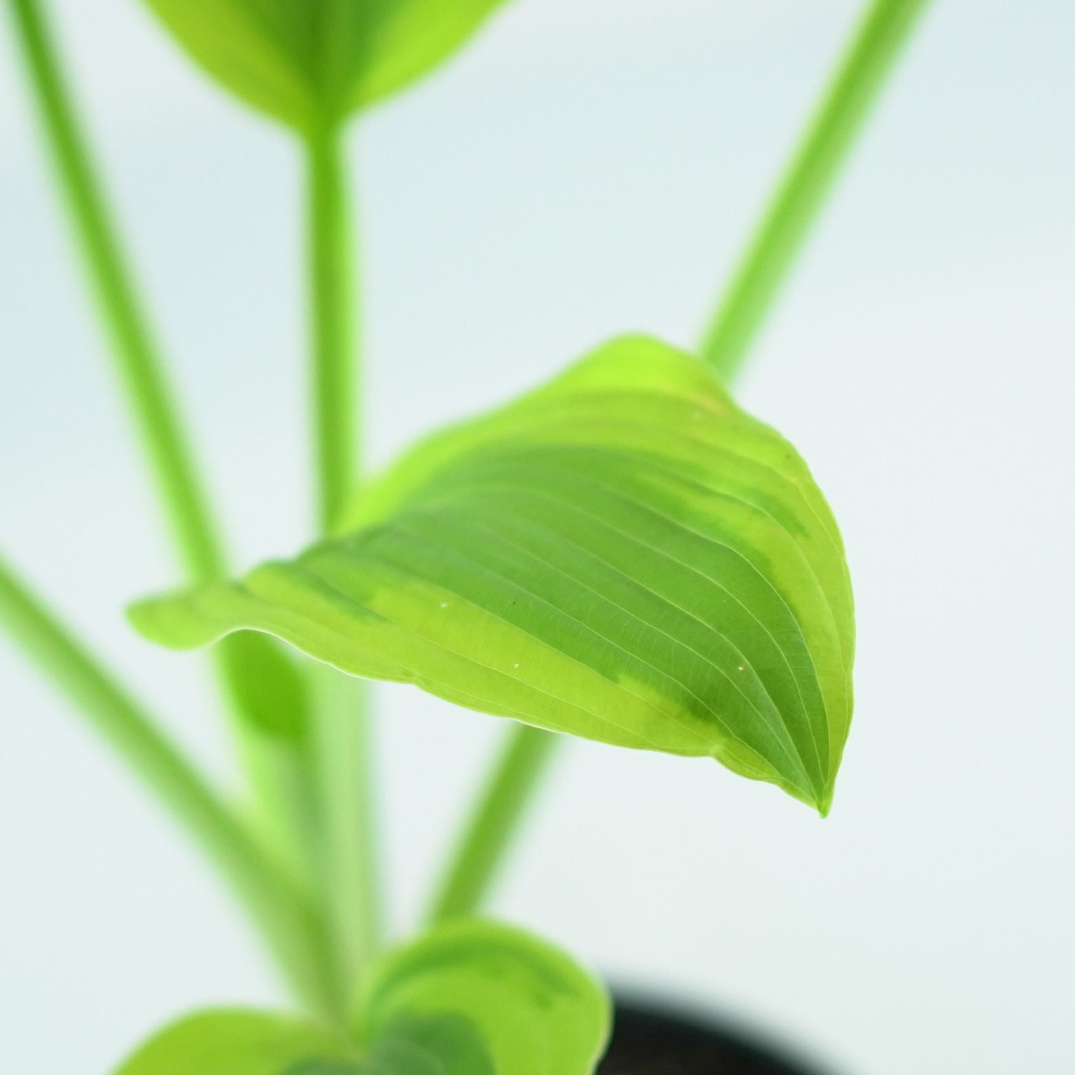 HOSTA 'MOON SPLIT' Funkia
