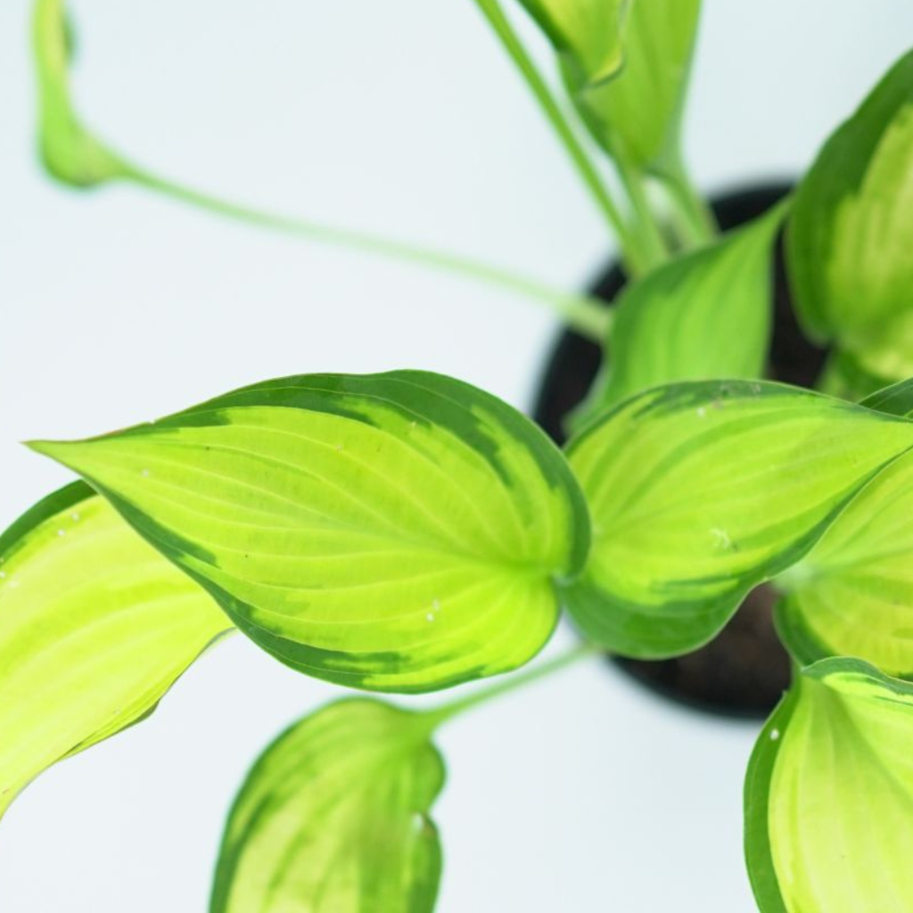 HOSTA 'ORANGE MARMALADE' Funkia