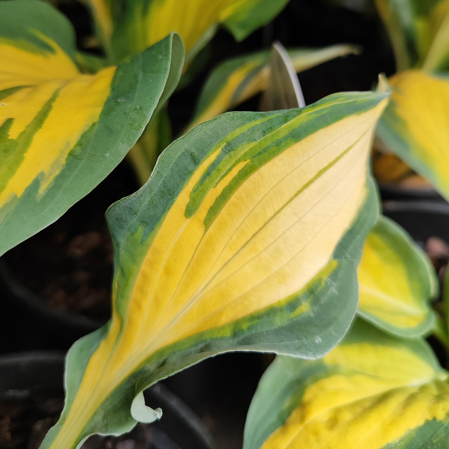 HOSTA 'ORANGE MARMALADE' Funkia