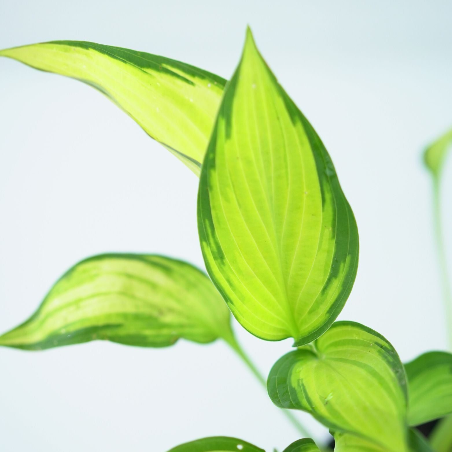 HOSTA 'ORANGE MARMALADE' Funkia
