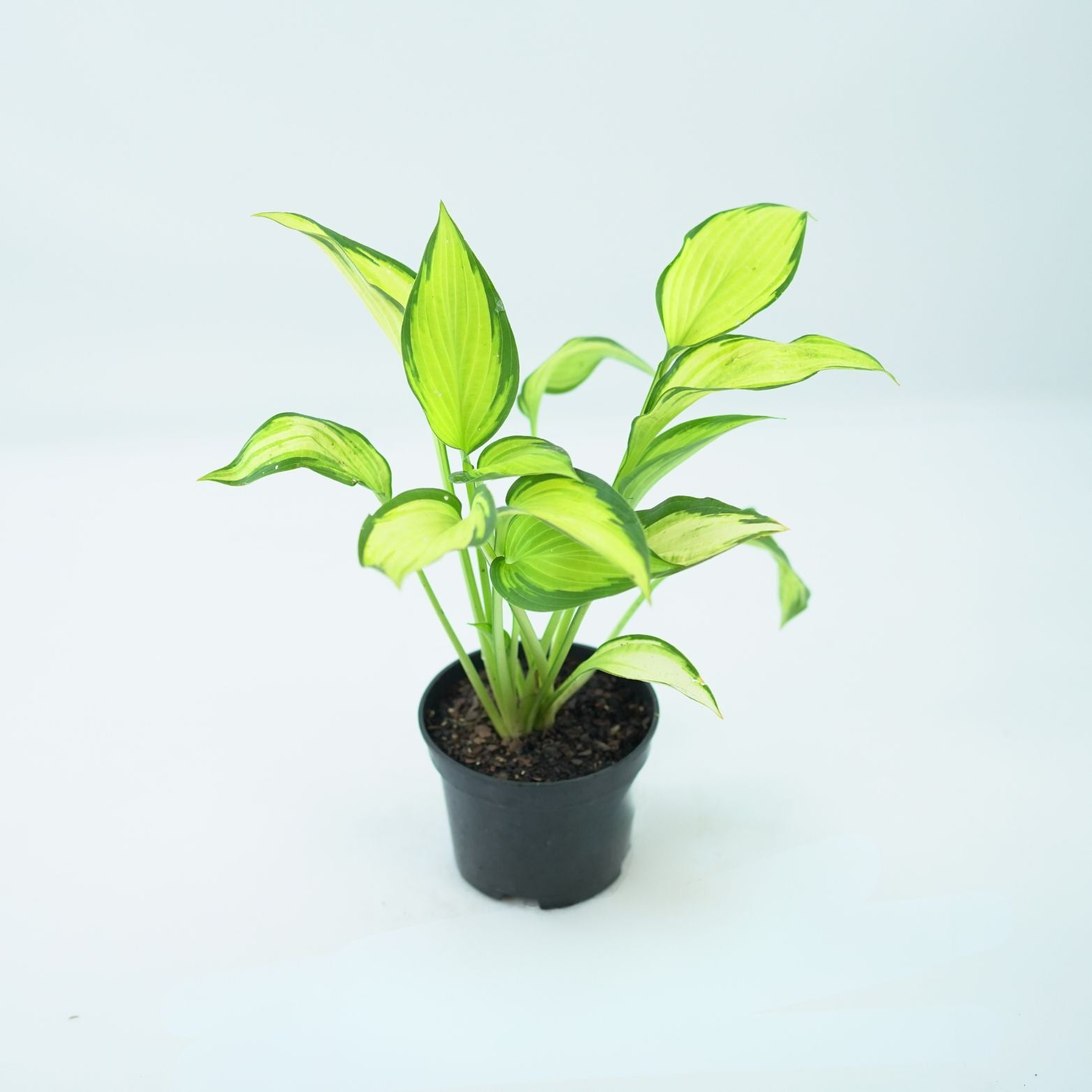 HOSTA 'ORANGE MARMALADE' Funkia