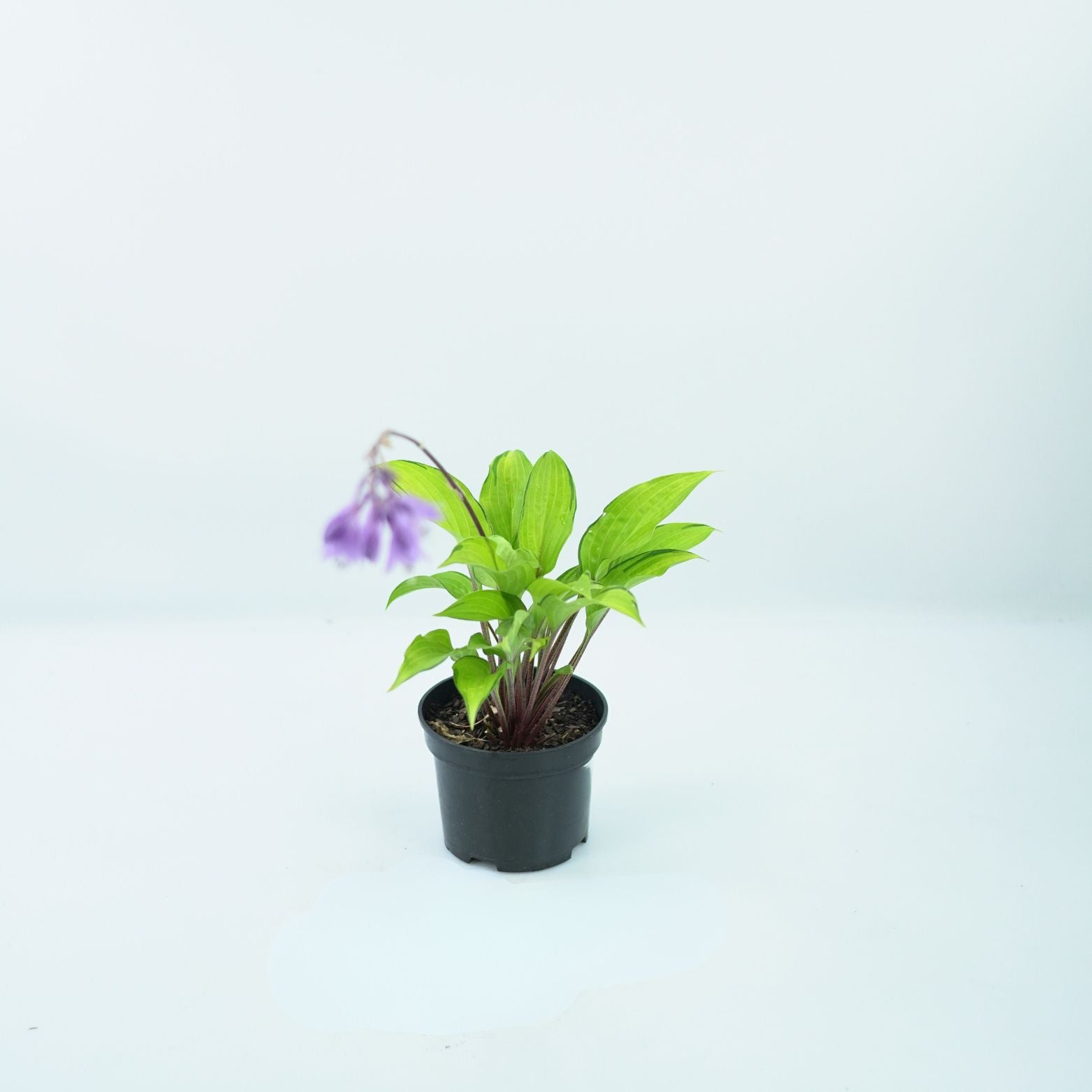 HOSTA 'PARADISE ISLAND' Funkia