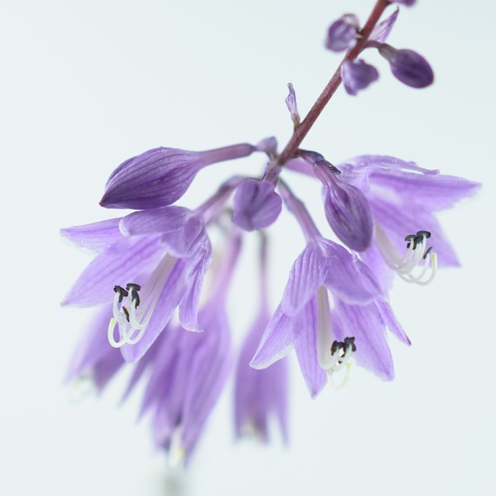 HOSTA 'PARADISE ISLAND' Funkia