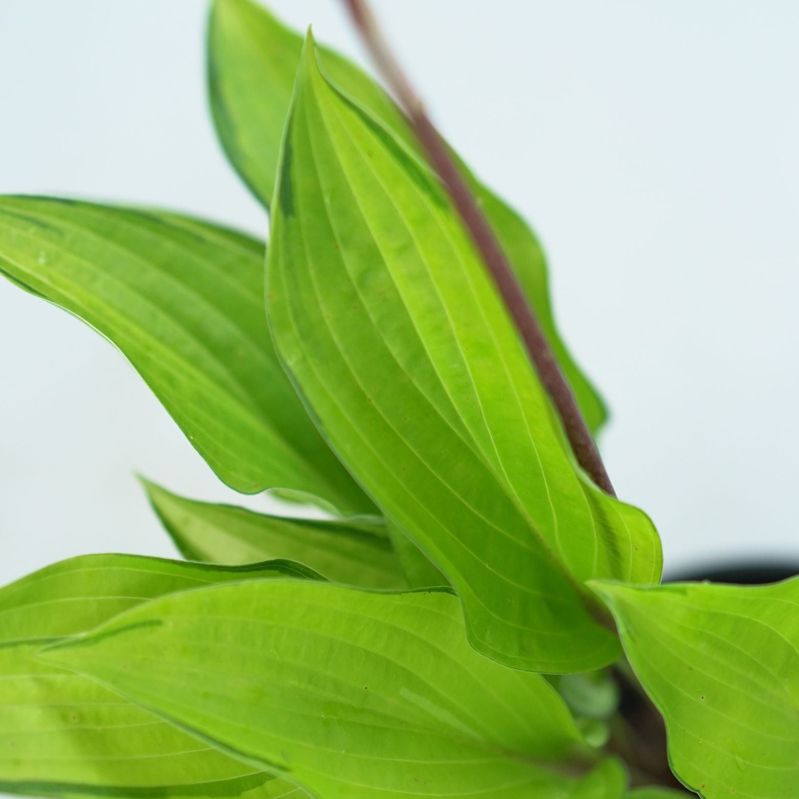 HOSTA 'PARADISE ISLAND' Funkia