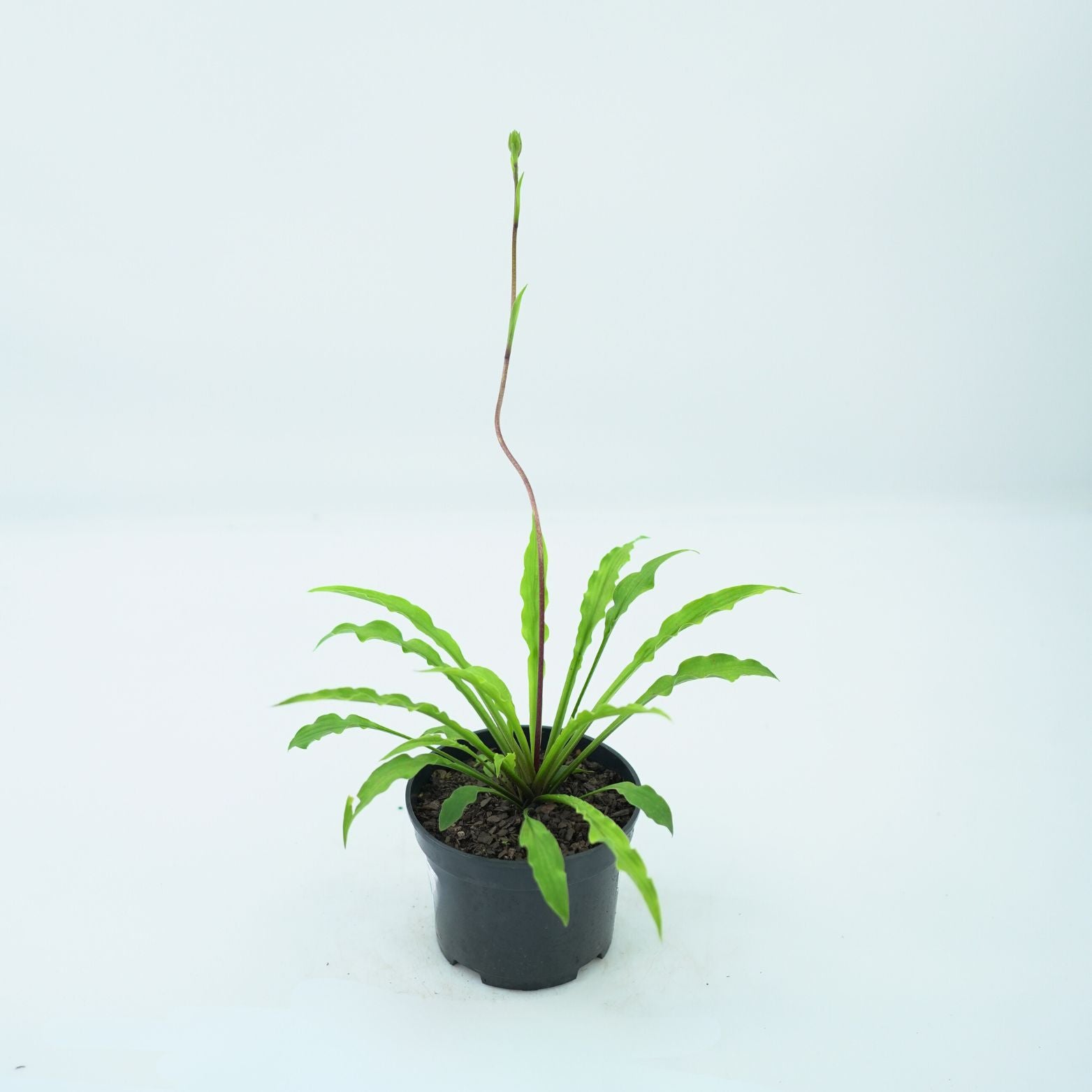 HOSTA 'PARTY STREAMERS' Funkia