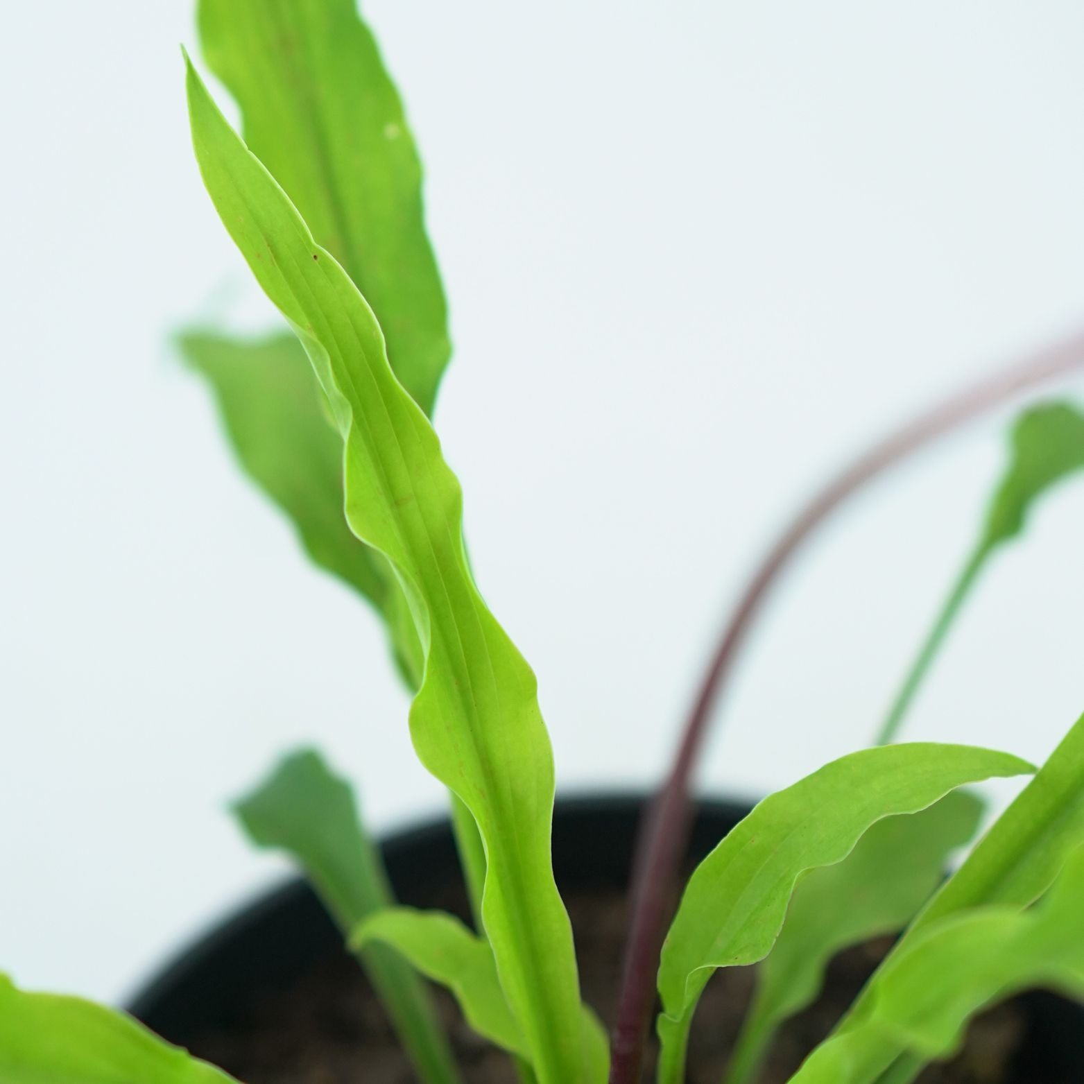 HOSTA 'PARTY STREAMERS' Funkia