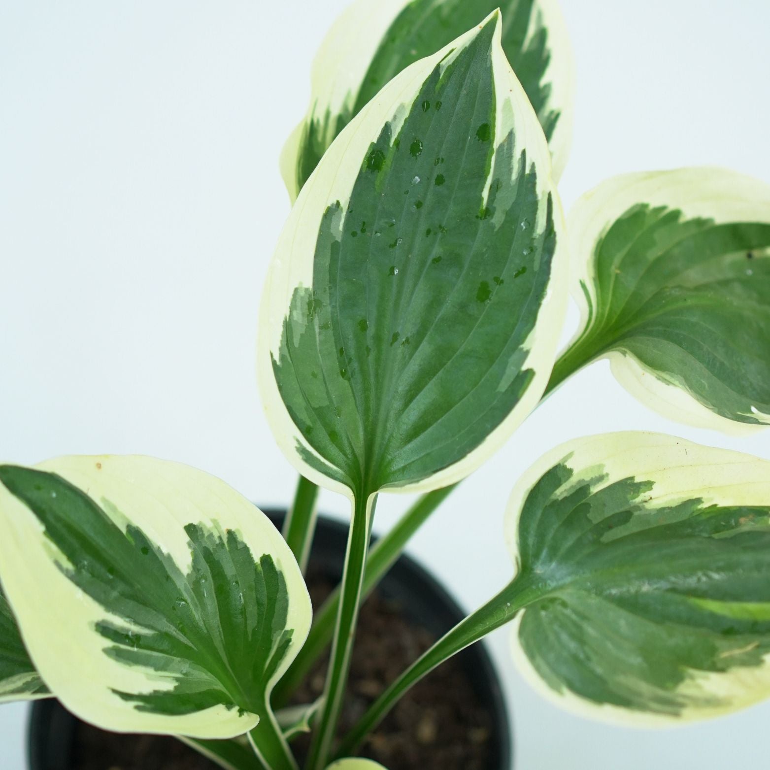 HOSTA 'PATRIOT' Funkia