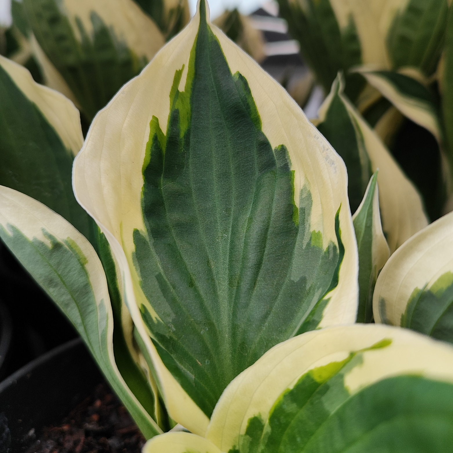 HOSTA 'PATRIOT' Funkia