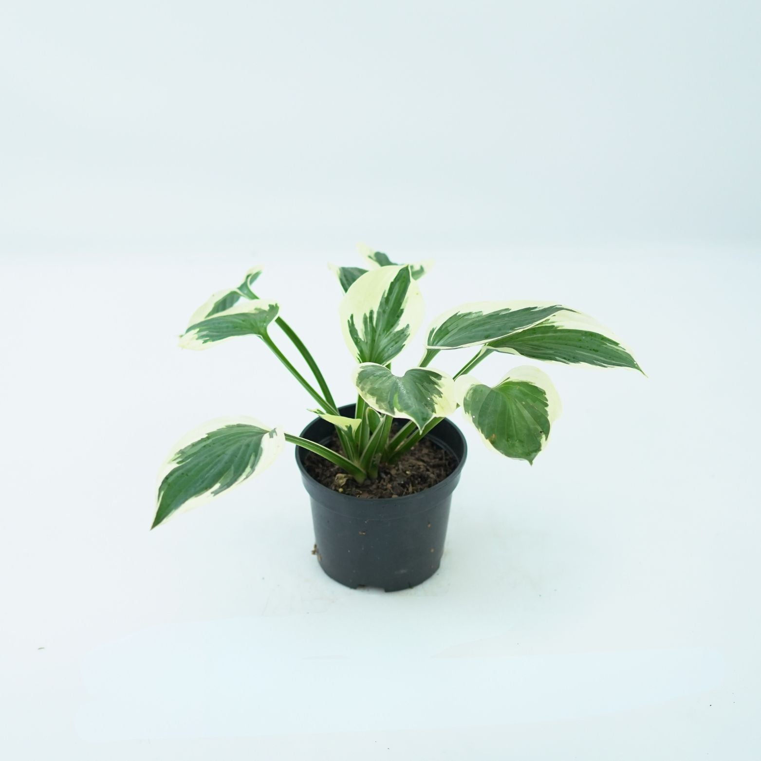 HOSTA 'PATRIOT' Funkia