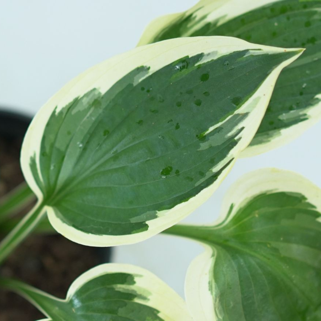 HOSTA 'PATRIOT' Funkia