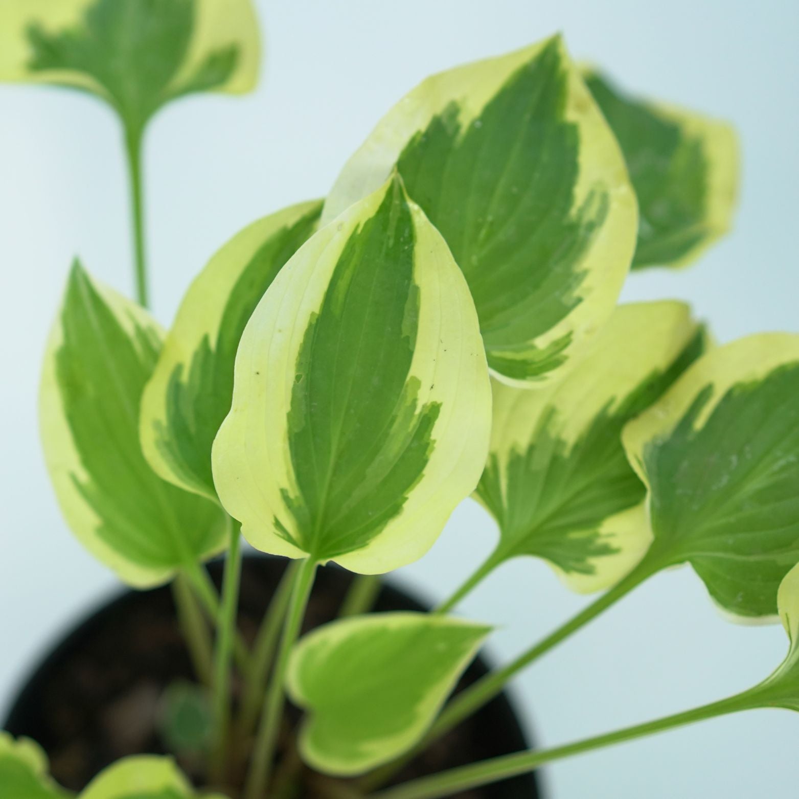 HOSTA 'PILGRIM' Funkia