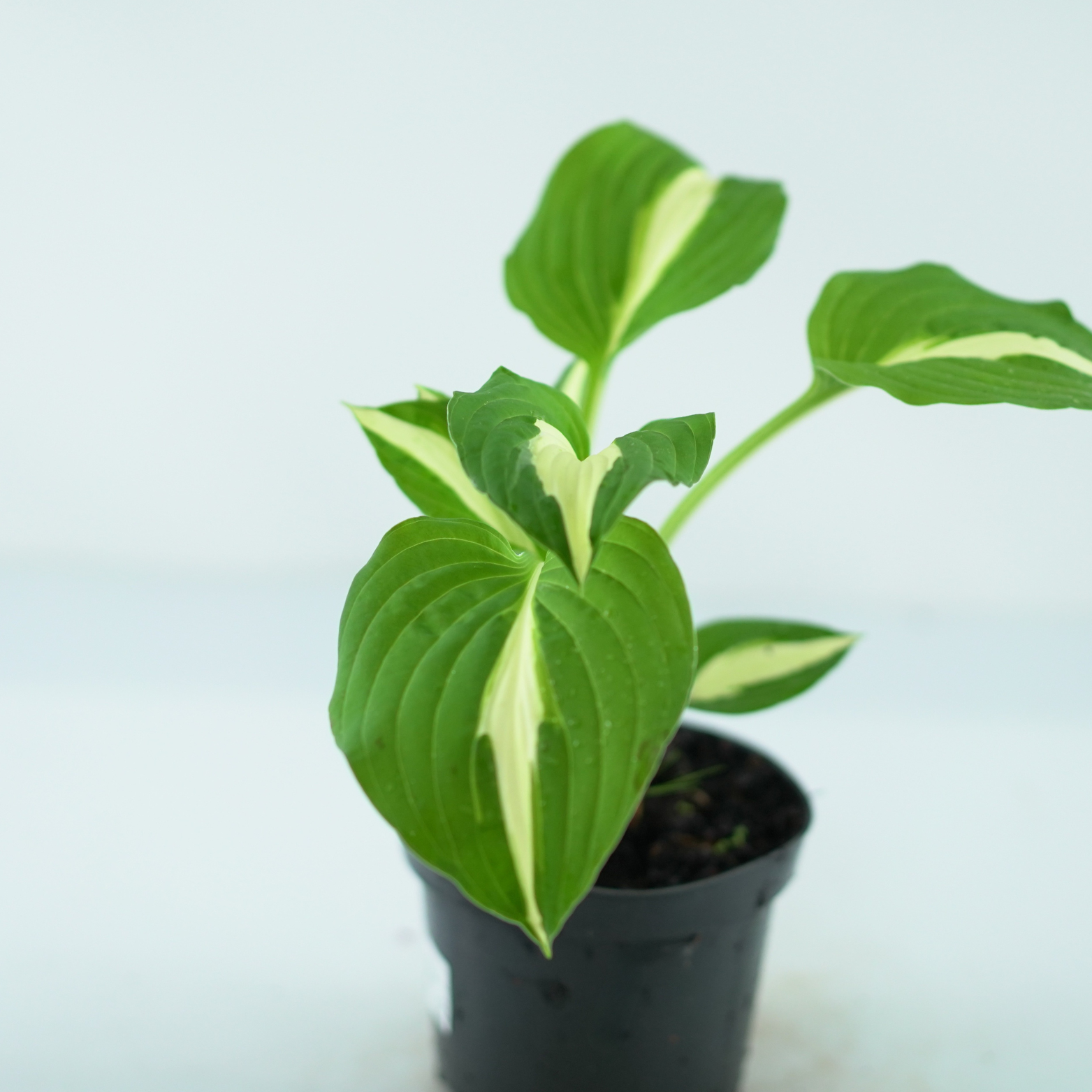 HOSTA 'POLE CAT' Funkia