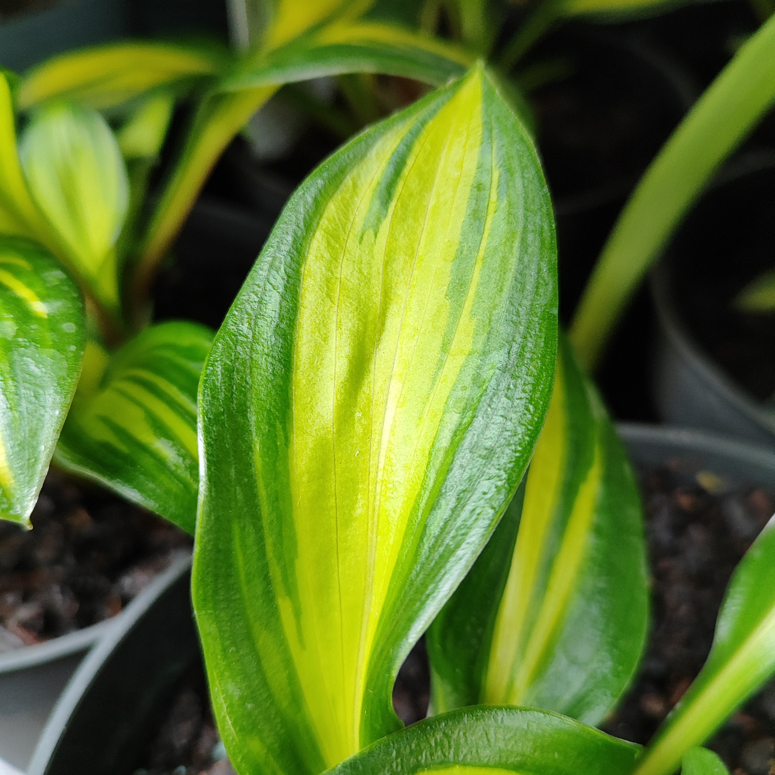 HOSTA 'RAINBOW'S END' Funkia
