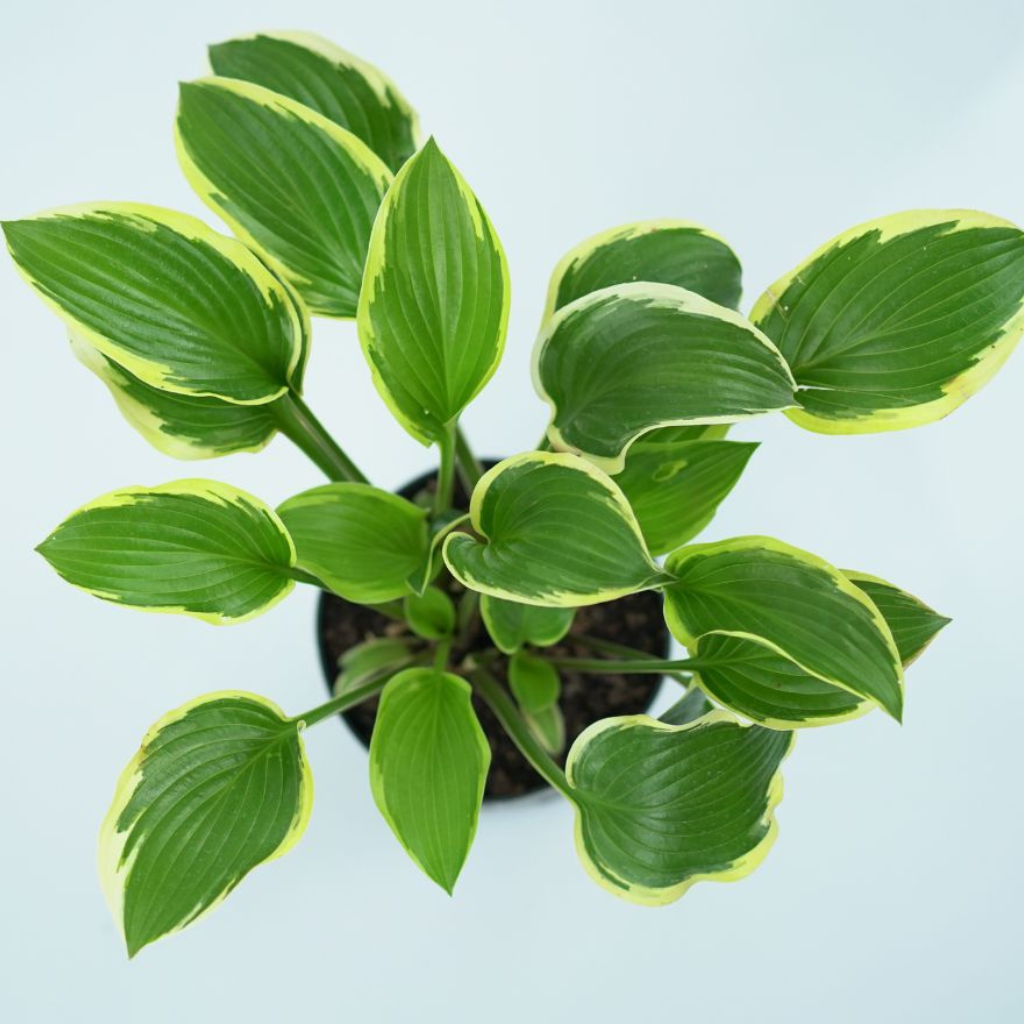 HOSTA 'RAINBOW'S END' Funkia