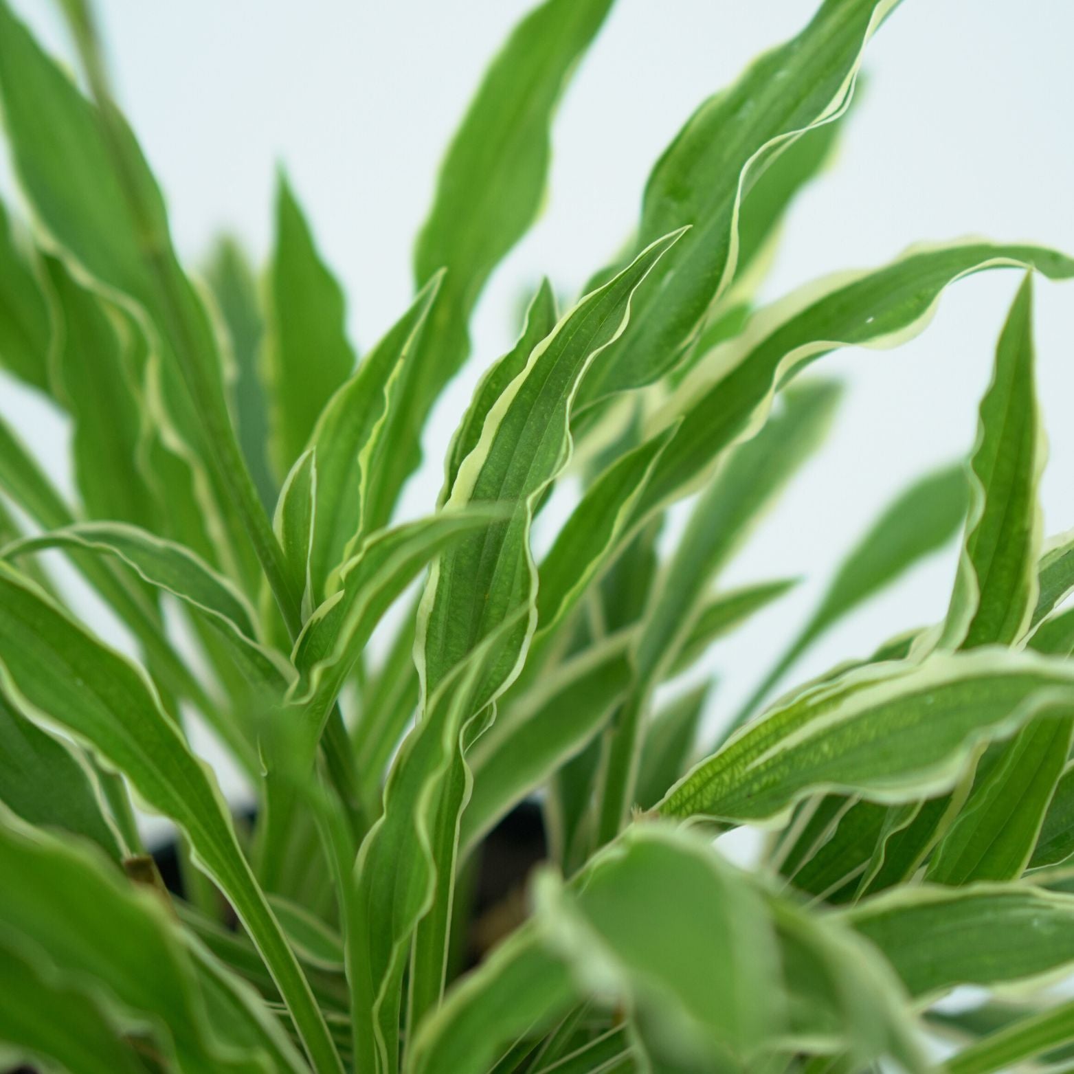 HOSTA 'STILETTO' Funkia